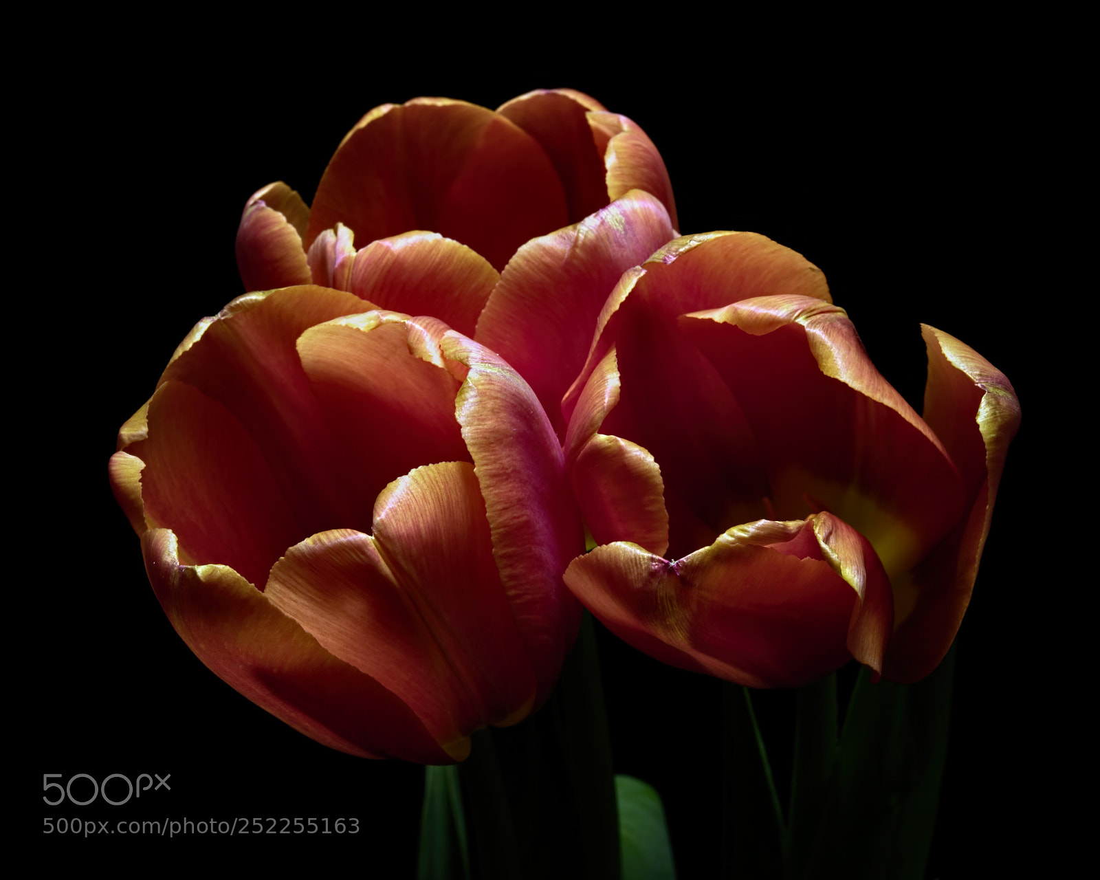 Nikon D810 sample photo. Floral hunger 1124 photography