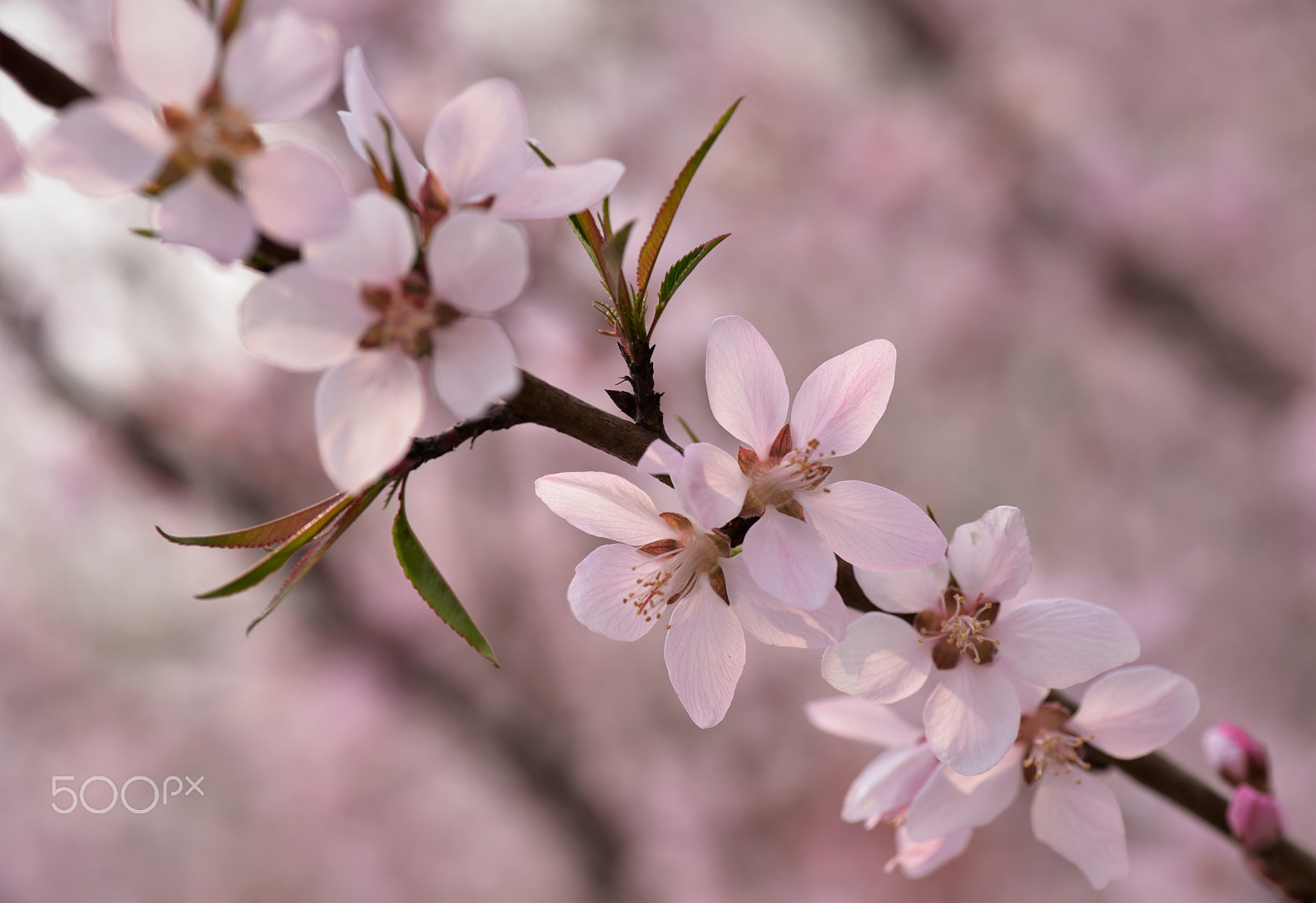 Nikon AF-S Micro-Nikkor 105mm F2.8G IF-ED VR sample photo. Spring photography