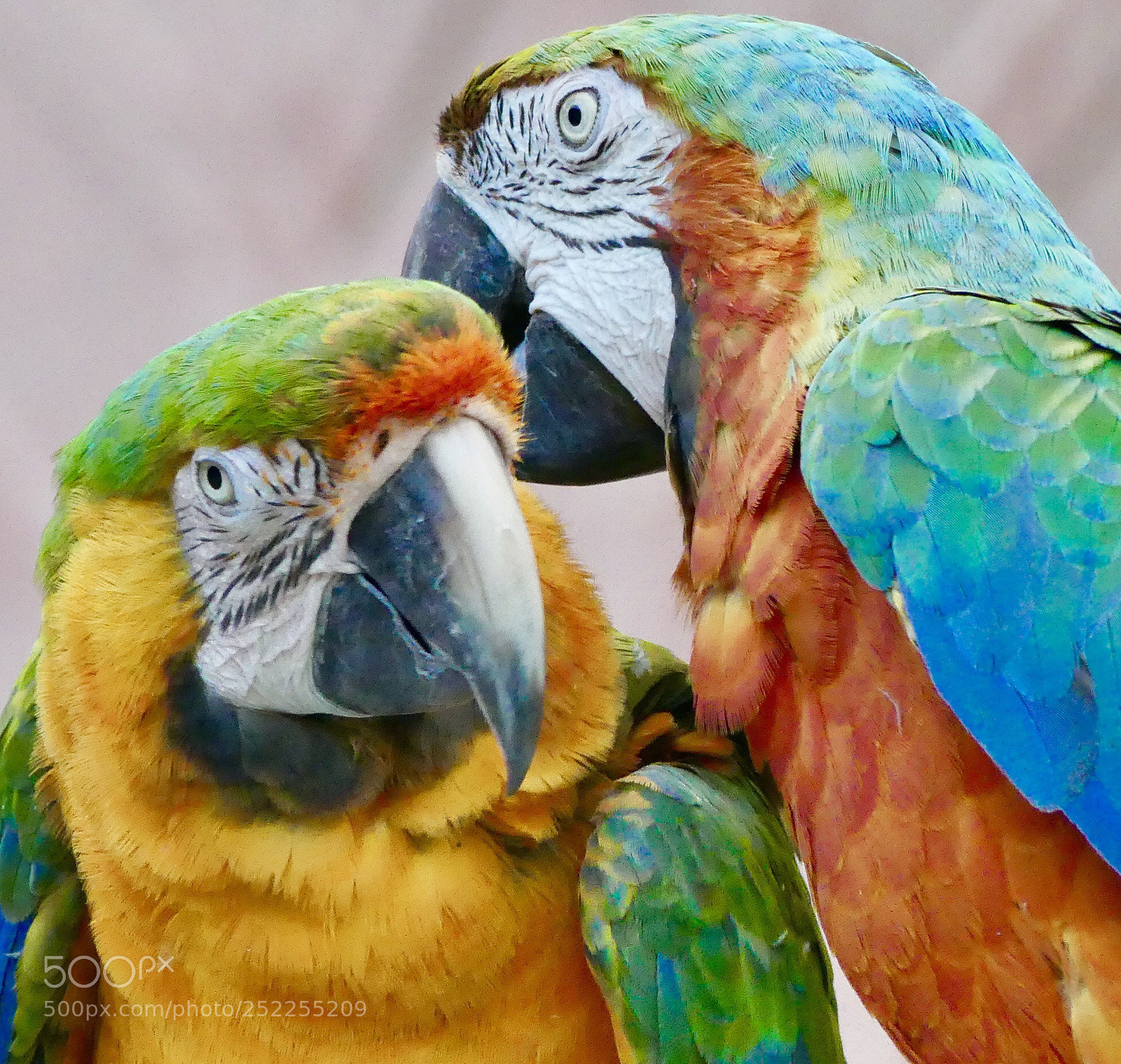 Panasonic Lumix DMC-FZ300 sample photo. Love photography
