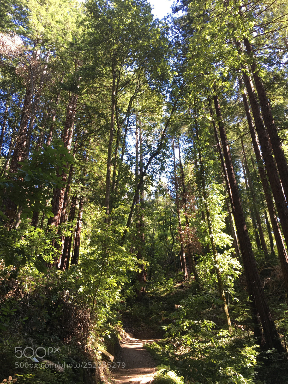 Apple iPhone 6s Plus sample photo. Trail up photography
