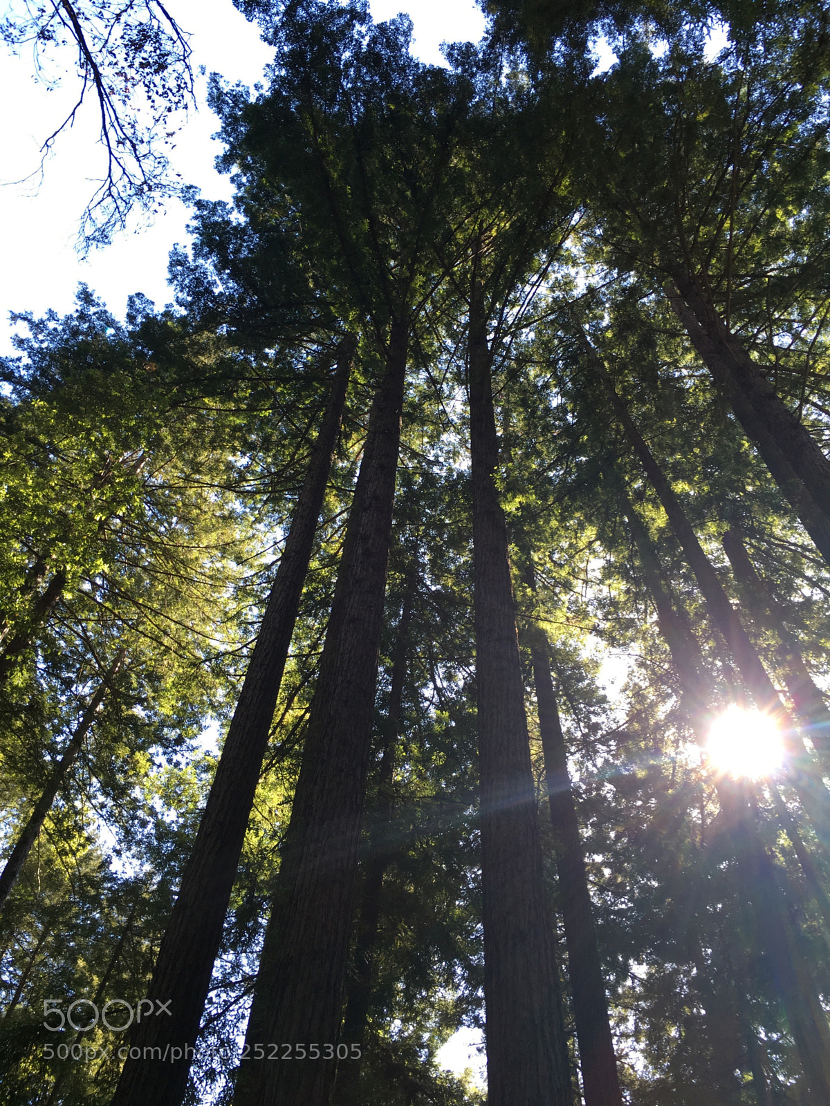 Apple iPhone 6s Plus sample photo. Redwoods ii photography