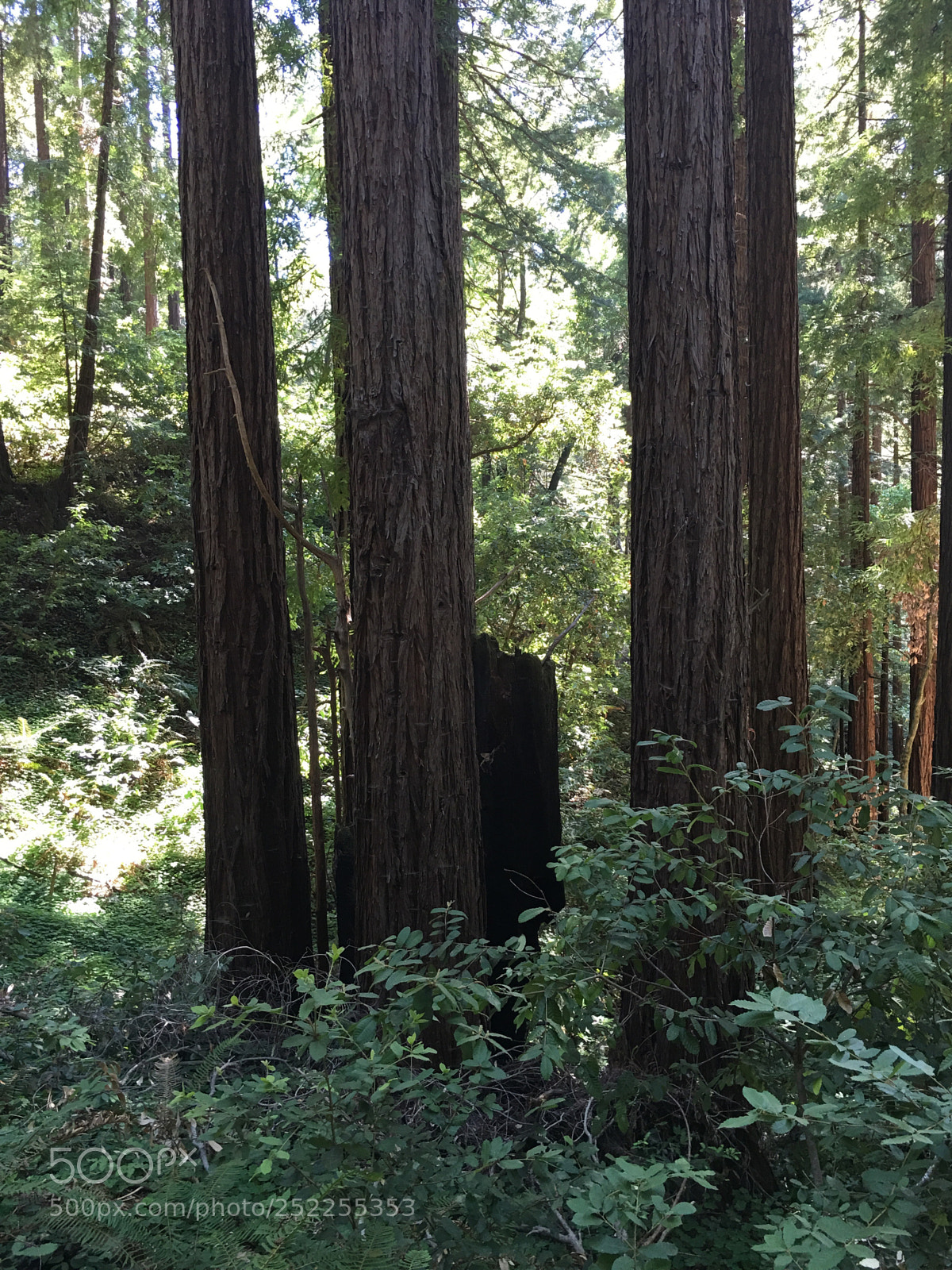 Apple iPhone 6s Plus sample photo. Redwoods i photography