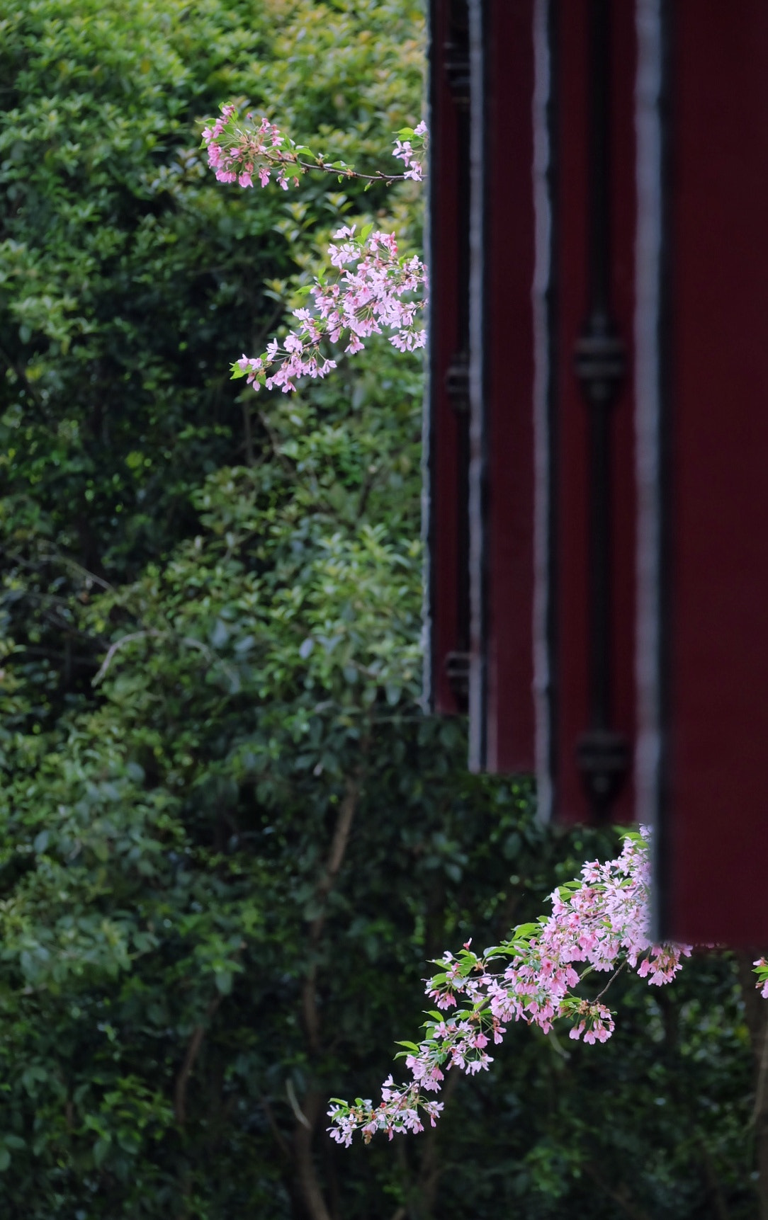 Fujifilm X-A2 sample photo. 武大樱花 photography