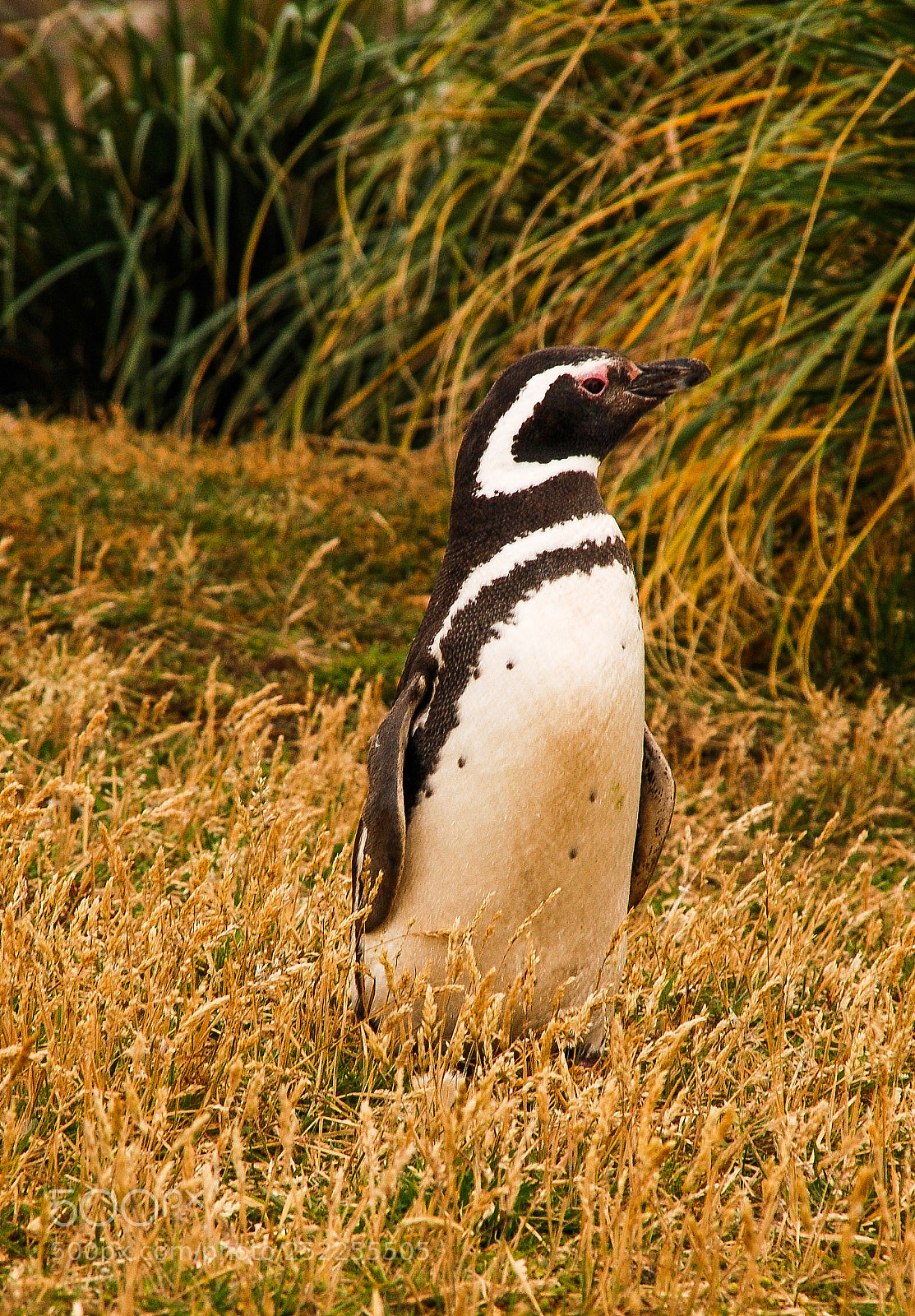 Nikon D80 sample photo. Little penguin photography