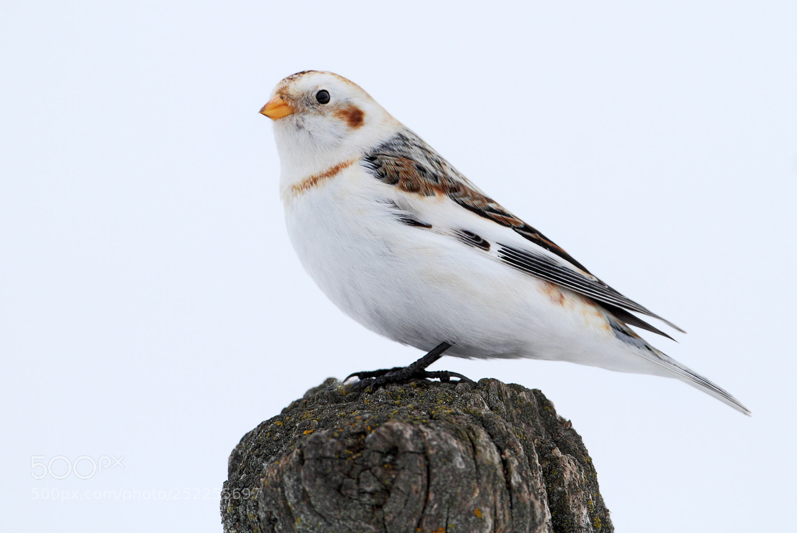 Canon EOS 7D sample photo. Snow bunting photography