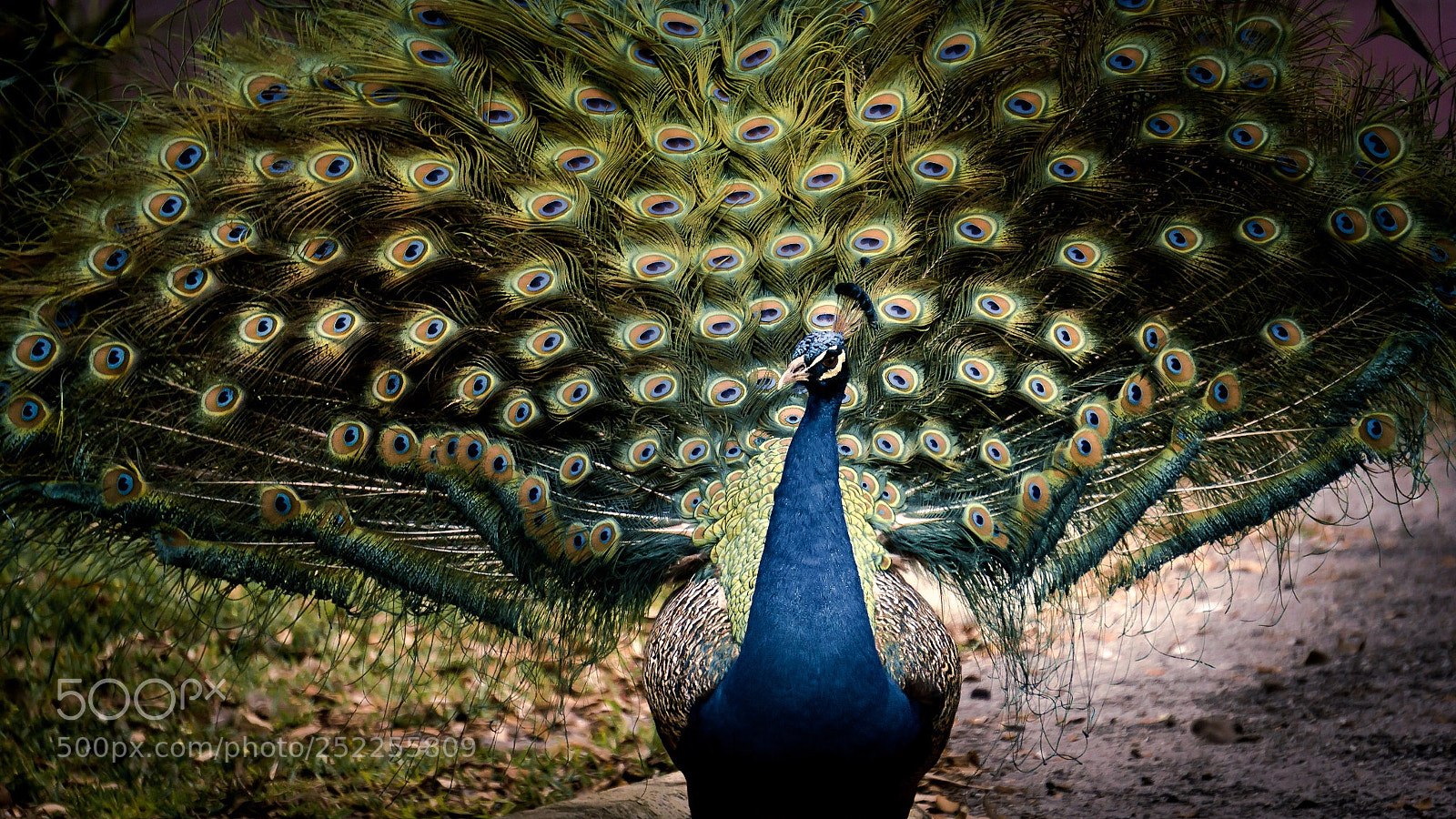 Sony a6000 sample photo. Peacock street walking photography