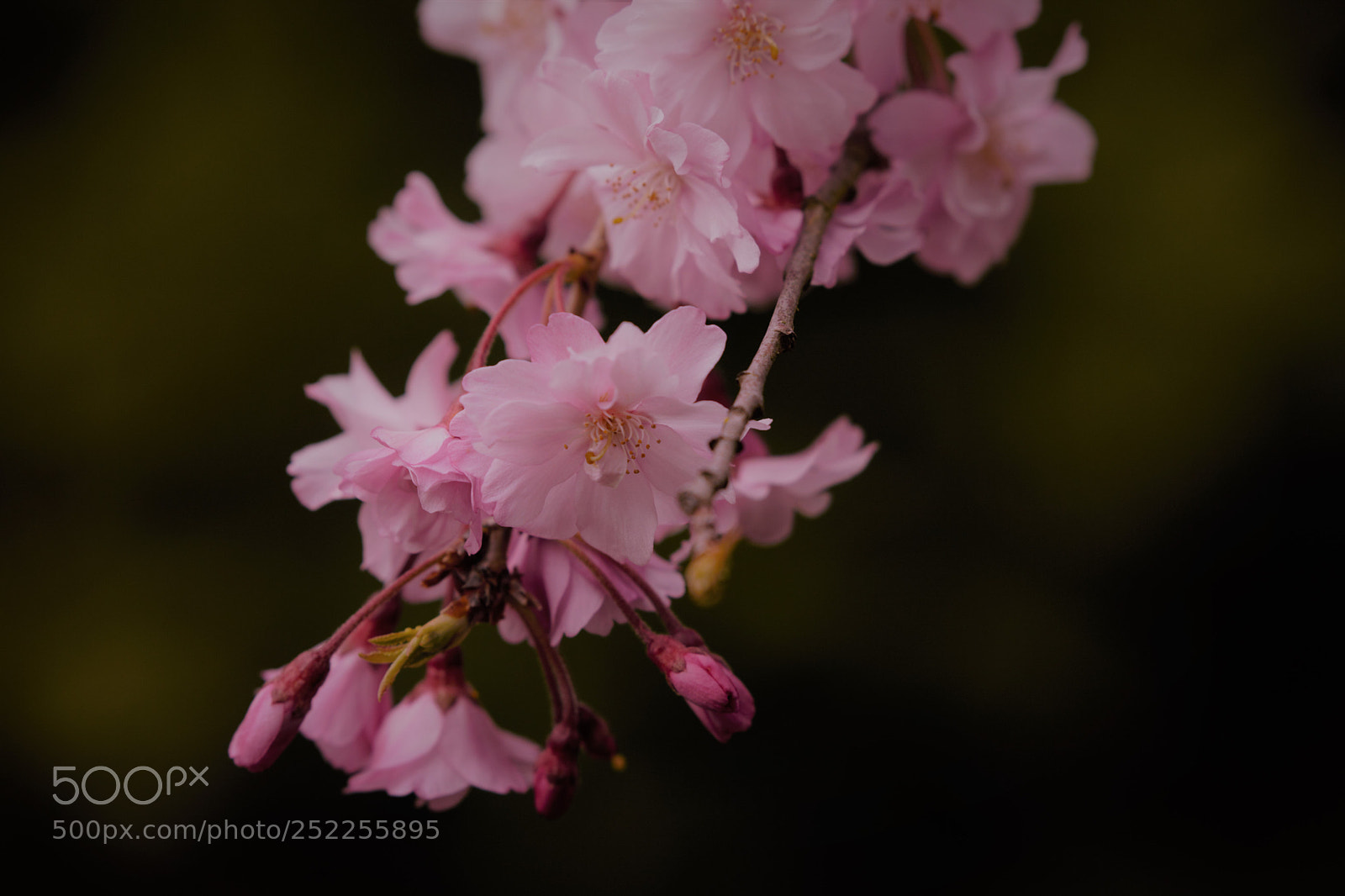 Canon EOS 5D Mark II sample photo. Untitled photography