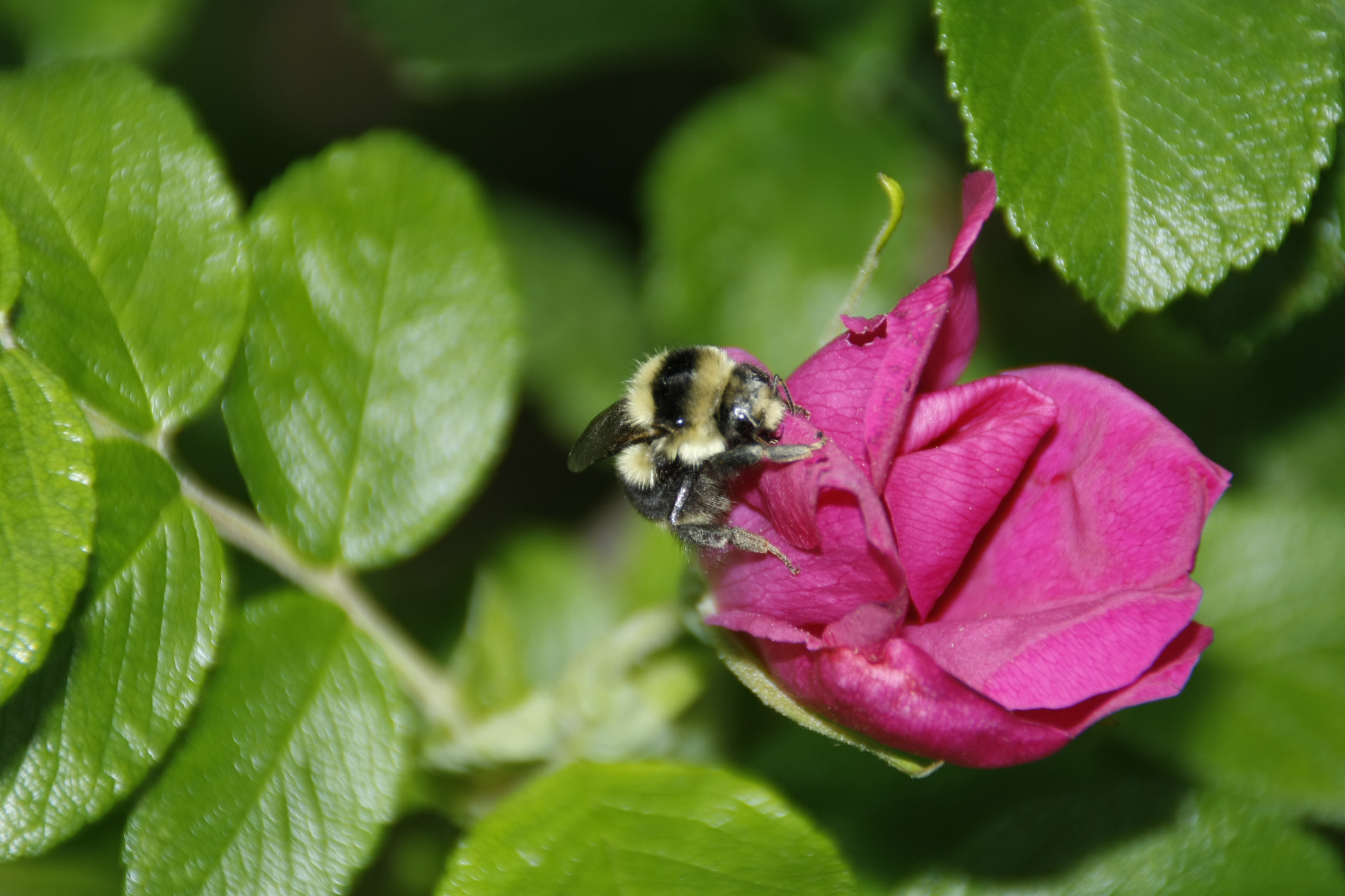Canon EOS 1000D (EOS Digital Rebel XS / EOS Kiss F) sample photo. Busy as a bee photography