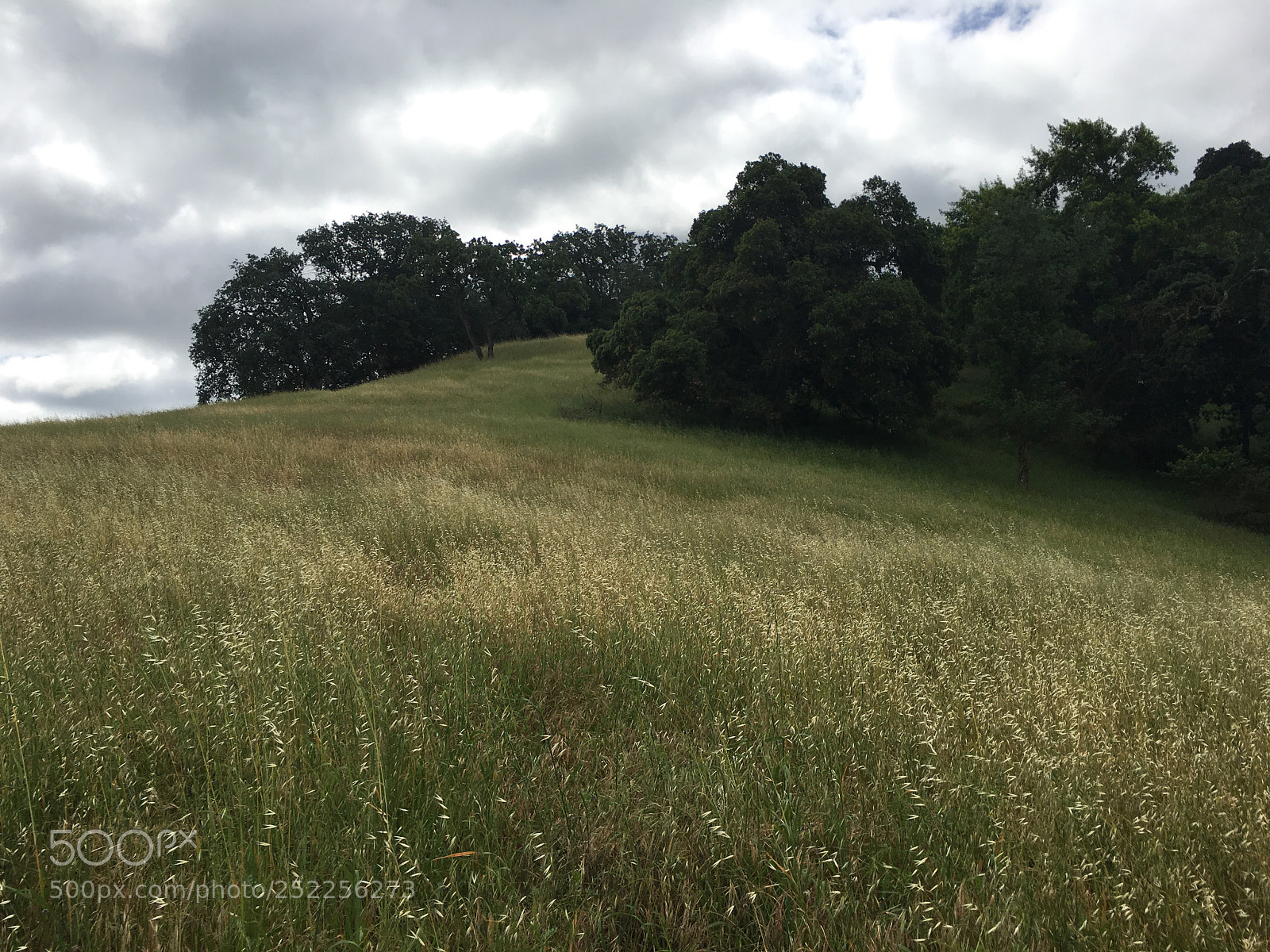 Apple iPhone 6s Plus sample photo. Virl o. norton trail photography