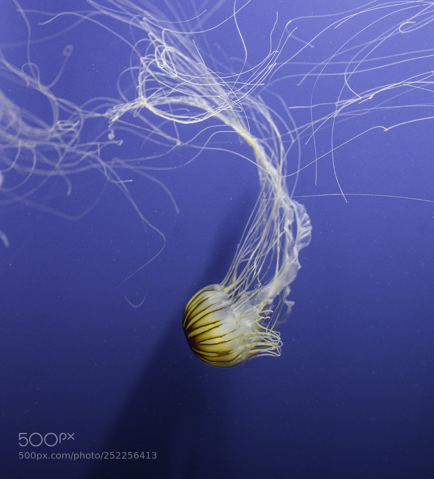 Pentax K-5 sample photo. The dance of jellyfish photography