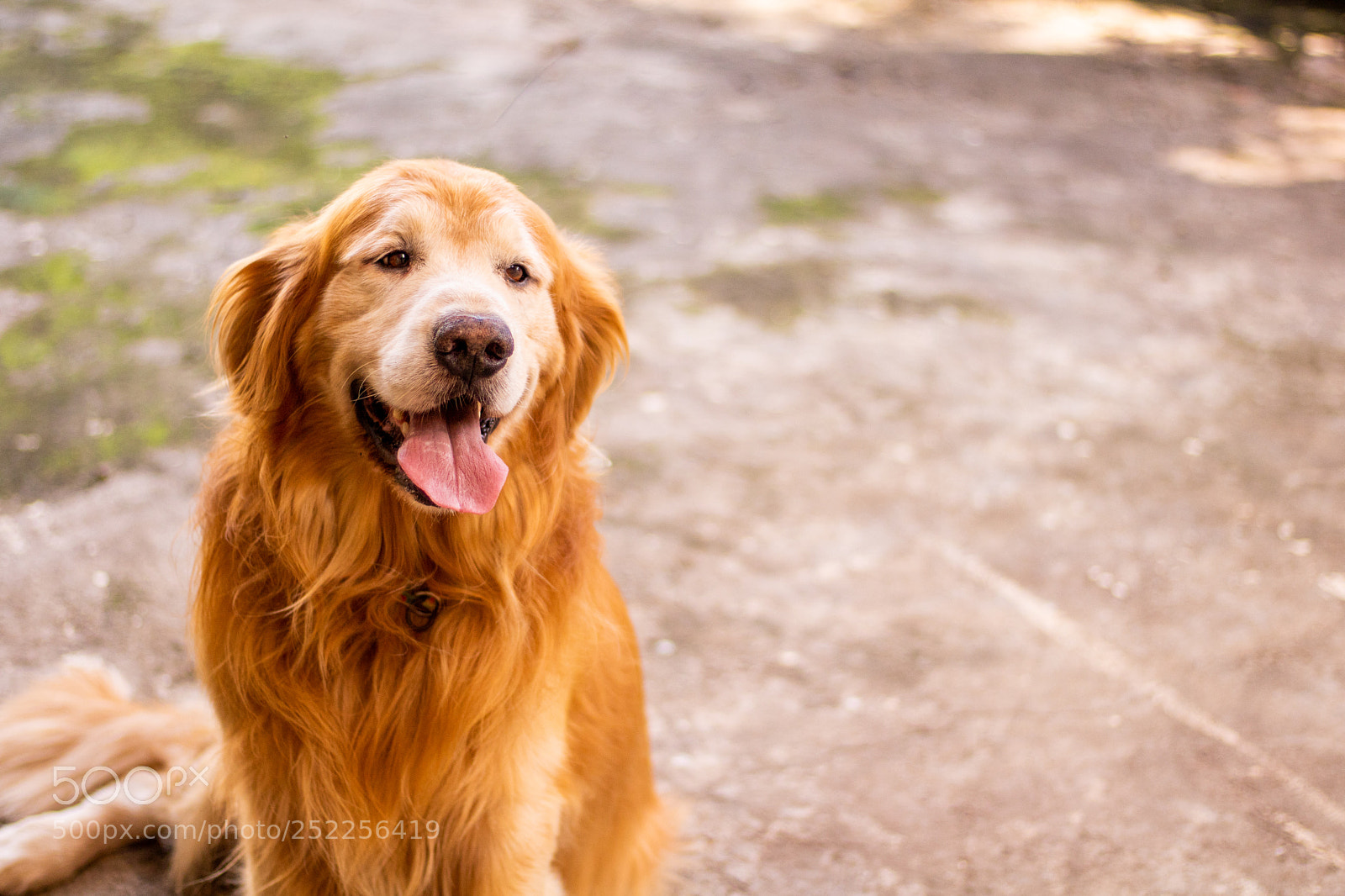 Canon EOS 750D (EOS Rebel T6i / EOS Kiss X8i) sample photo. Fred photography
