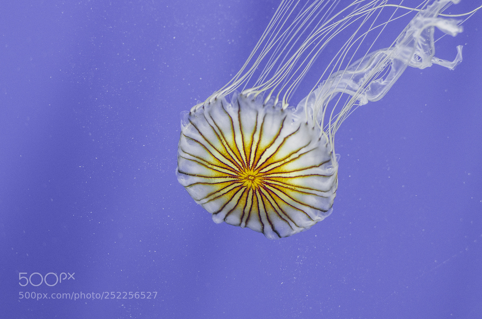 Pentax K-5 sample photo. The dance of jellyfish photography