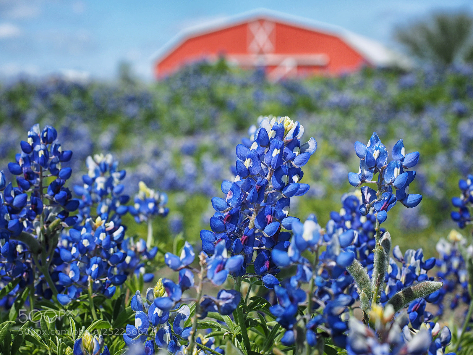 Olympus OM-D E-M1 sample photo. Totally texas photography