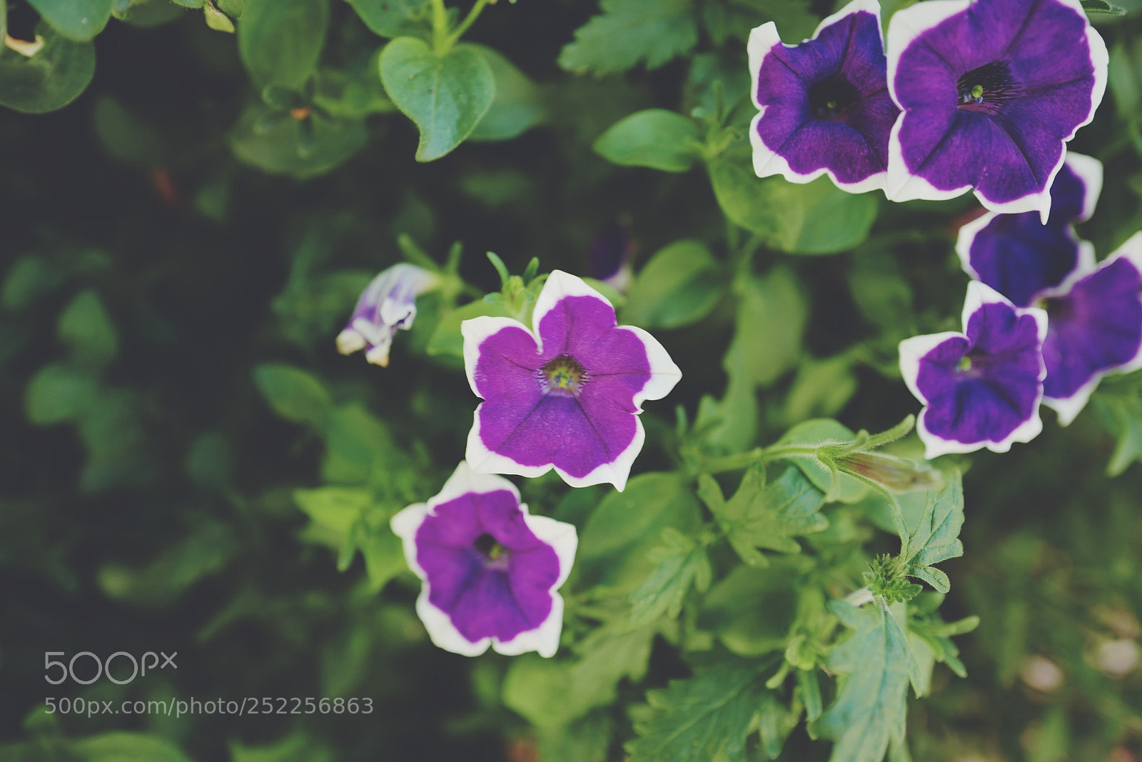 Leica Q (Typ 116) sample photo. Purple flowers photography