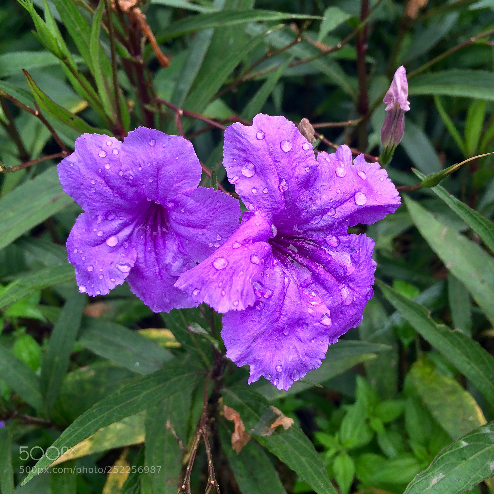 Apple iPhone 5s sample photo. Violet spring photography