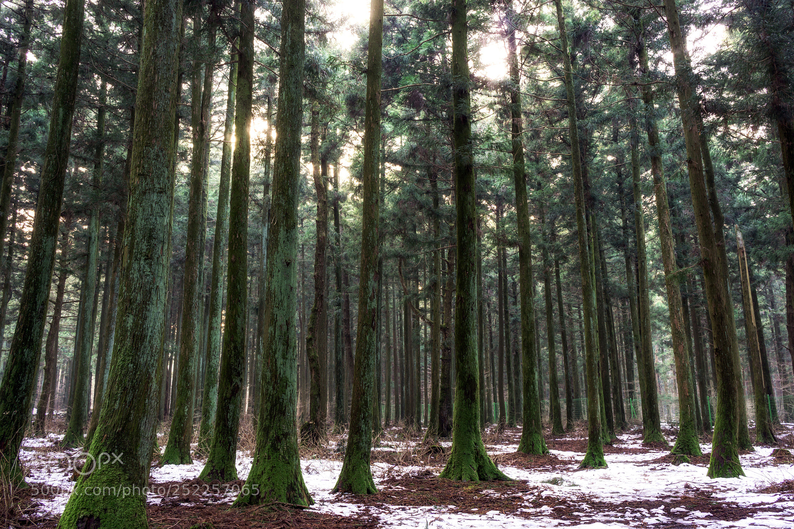 Sony a6000 sample photo. Saryeoni cedar tree forest photography