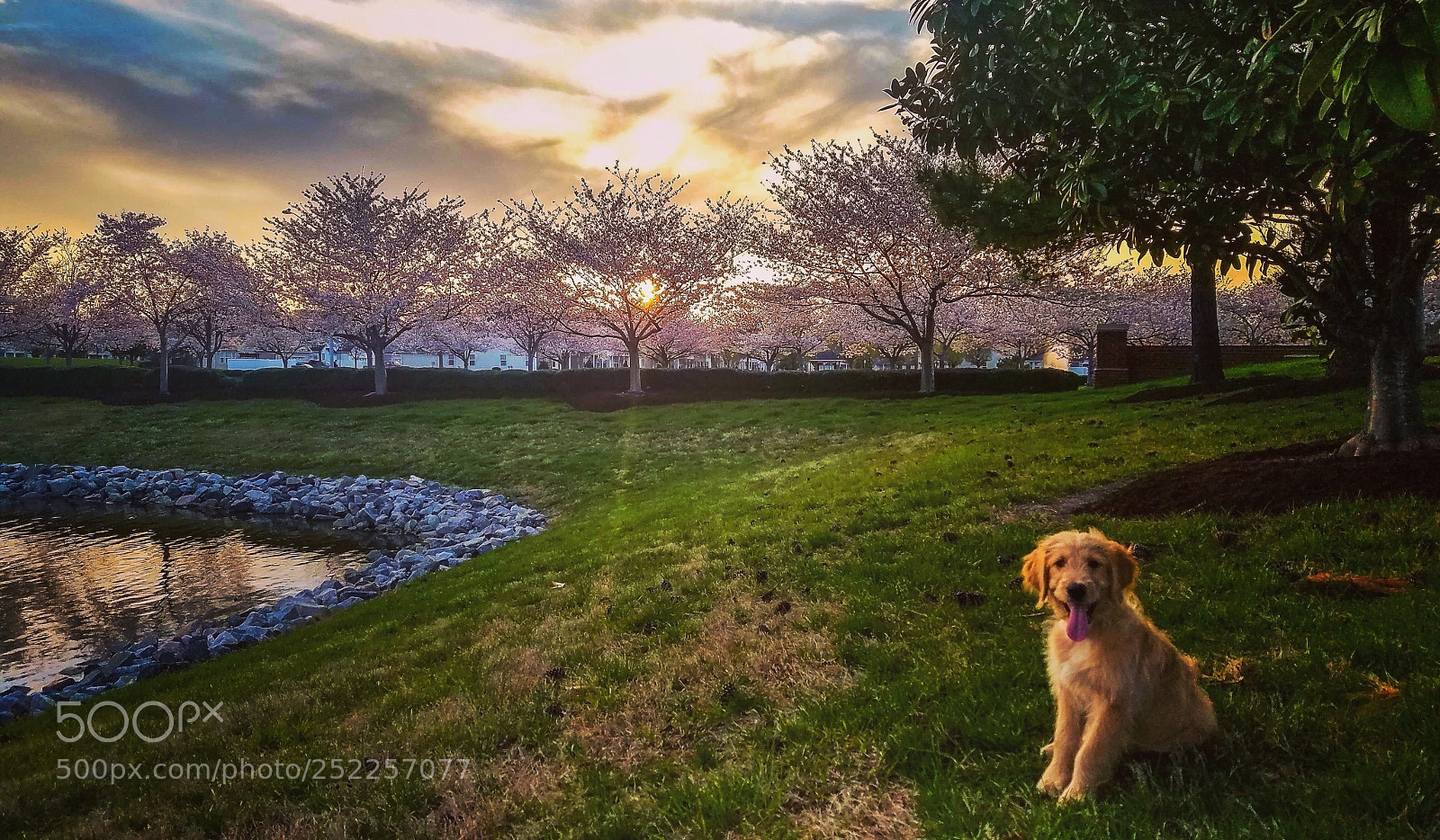 Samsung Galaxy S7 Edge sample photo. Bambiii and cherry blossoms photography