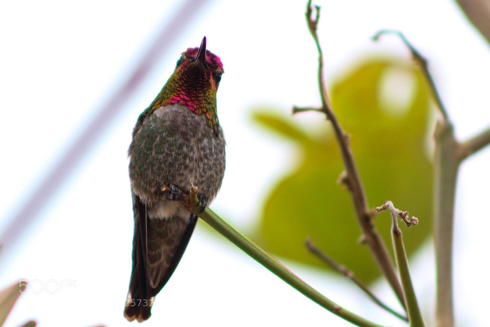 Canon EOS 1200D (EOS Rebel T5 / EOS Kiss X70 / EOS Hi) sample photo. Hummingbird in orchid tree photography