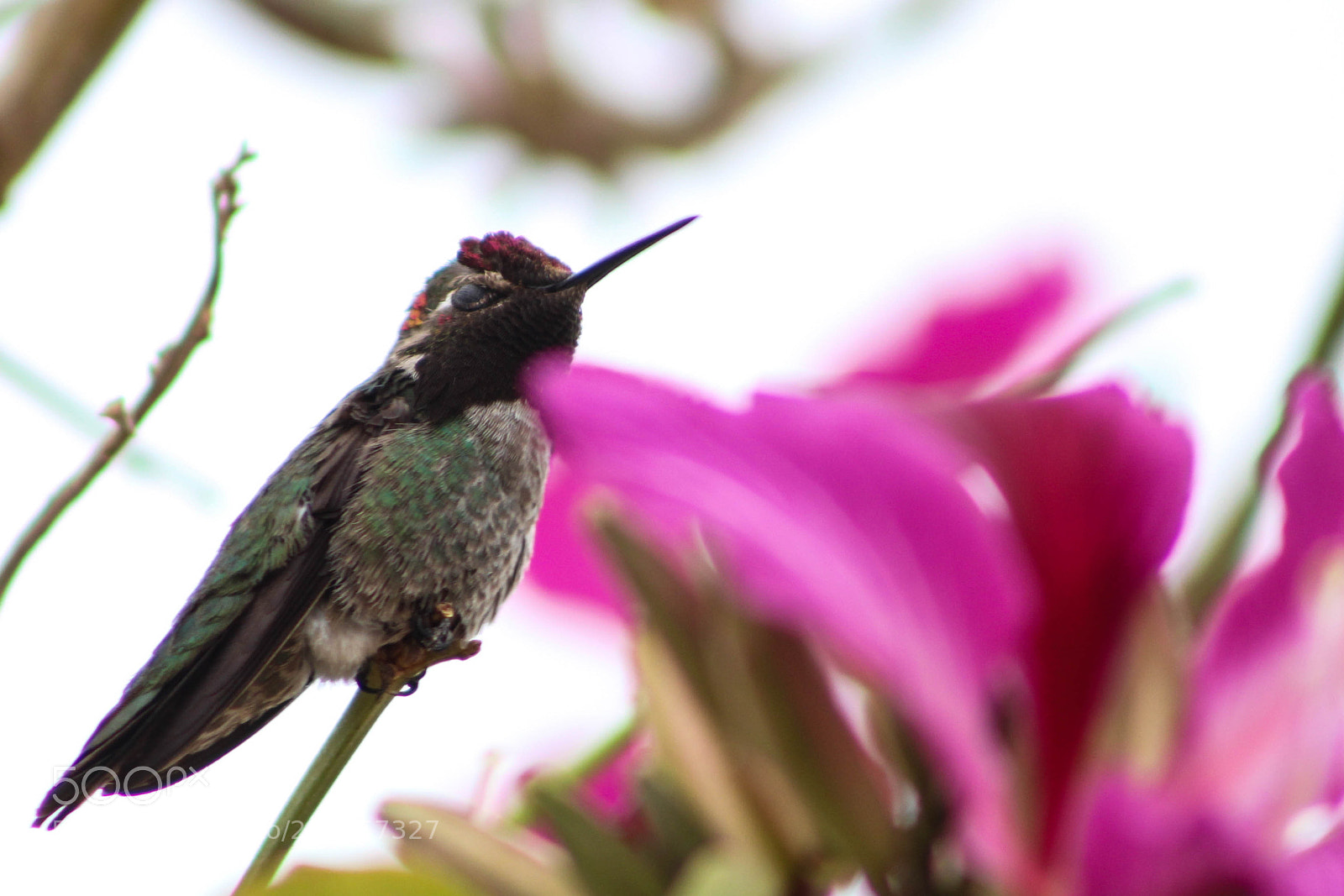Canon EOS 1200D (EOS Rebel T5 / EOS Kiss X70 / EOS Hi) sample photo. Hummingbird in orchid tree photography