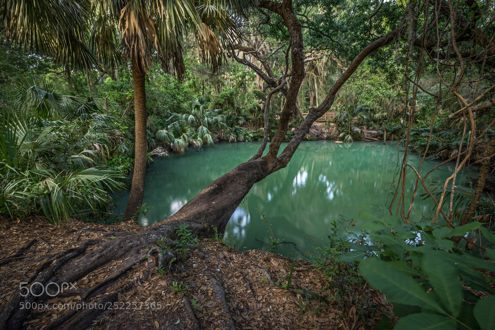 Sony a6000 sample photo. The real florida photography
