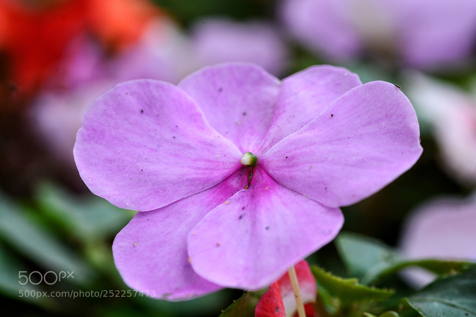 Nikon D7100 sample photo. Untitled photography