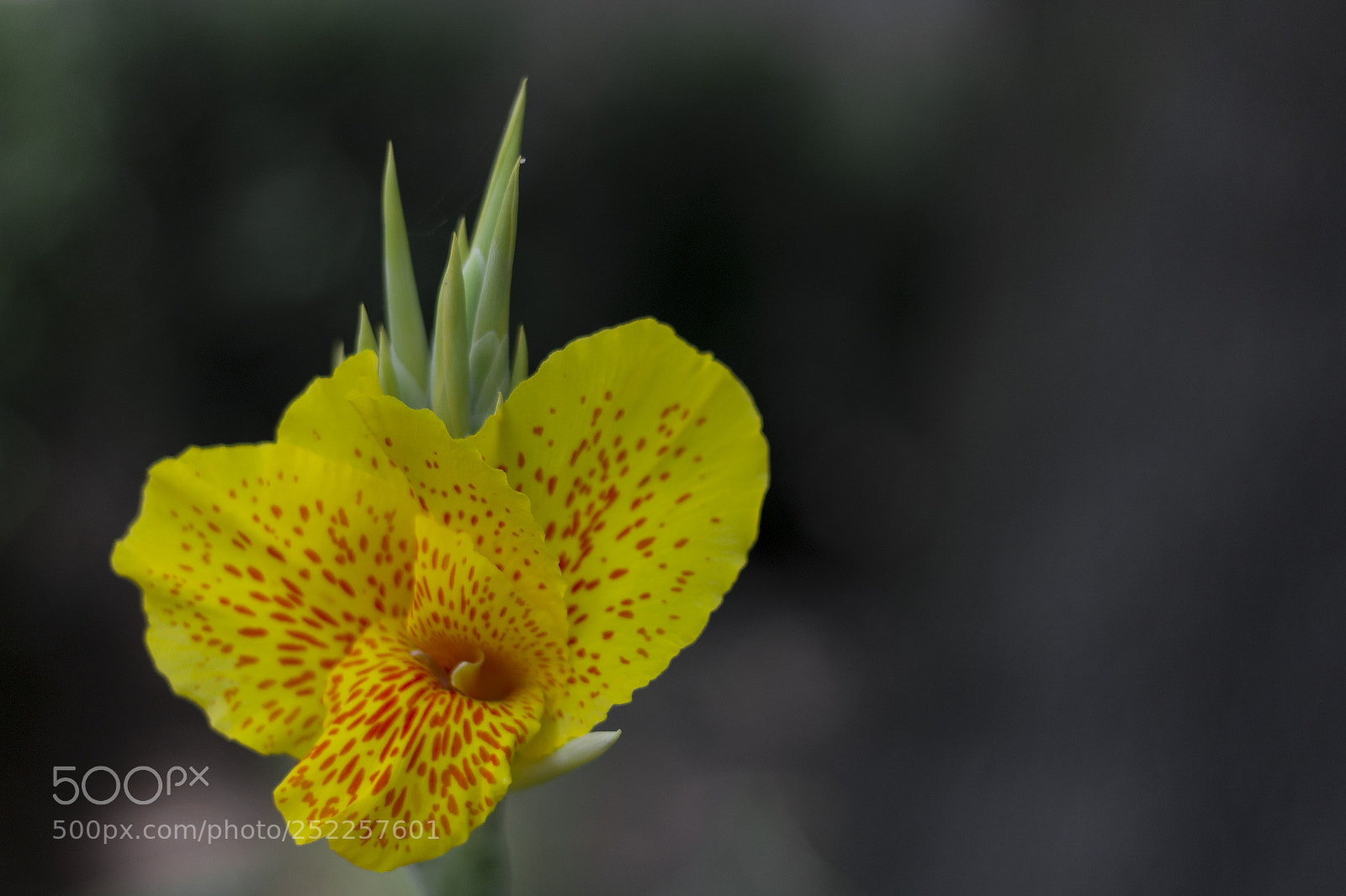Canon EOS 1200D (EOS Rebel T5 / EOS Kiss X70 / EOS Hi) sample photo. Beautiful photography