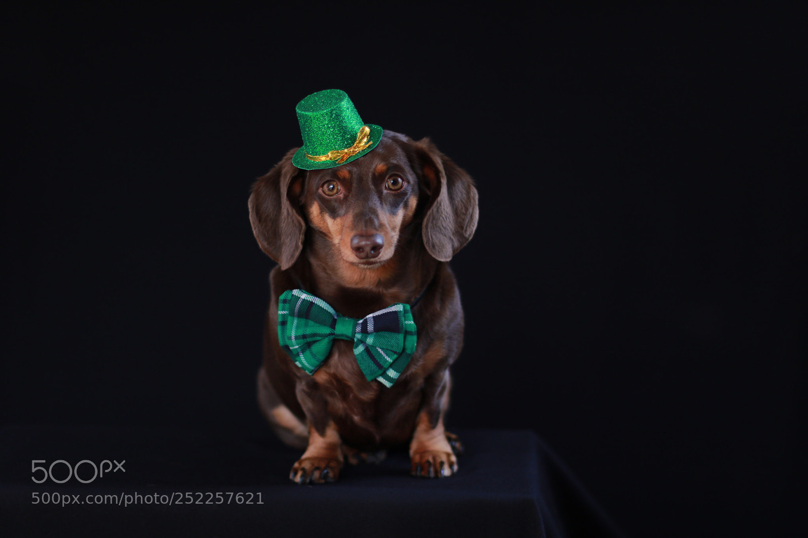 Canon EOS 750D (EOS Rebel T6i / EOS Kiss X8i) sample photo. St. patrick’s doxie  photography