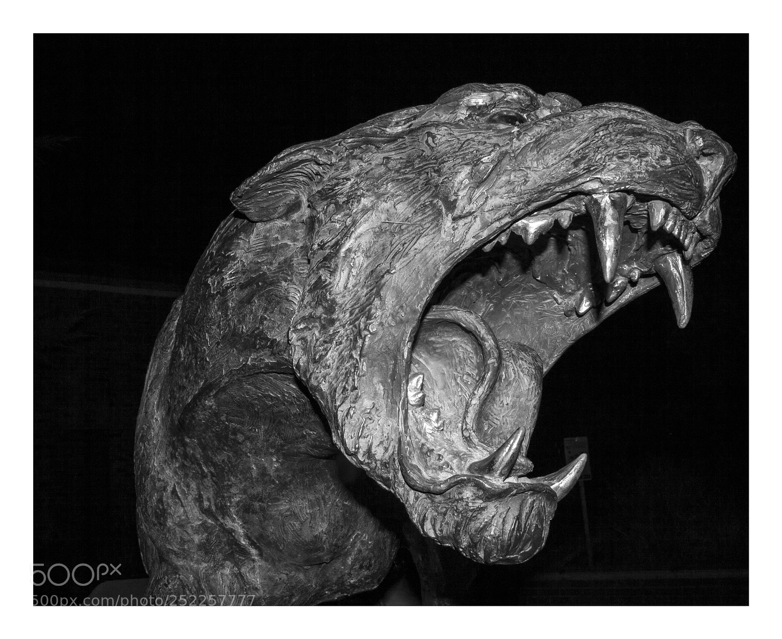 Canon EOS 1000D (EOS Digital Rebel XS / EOS Kiss F) sample photo. Panther photography