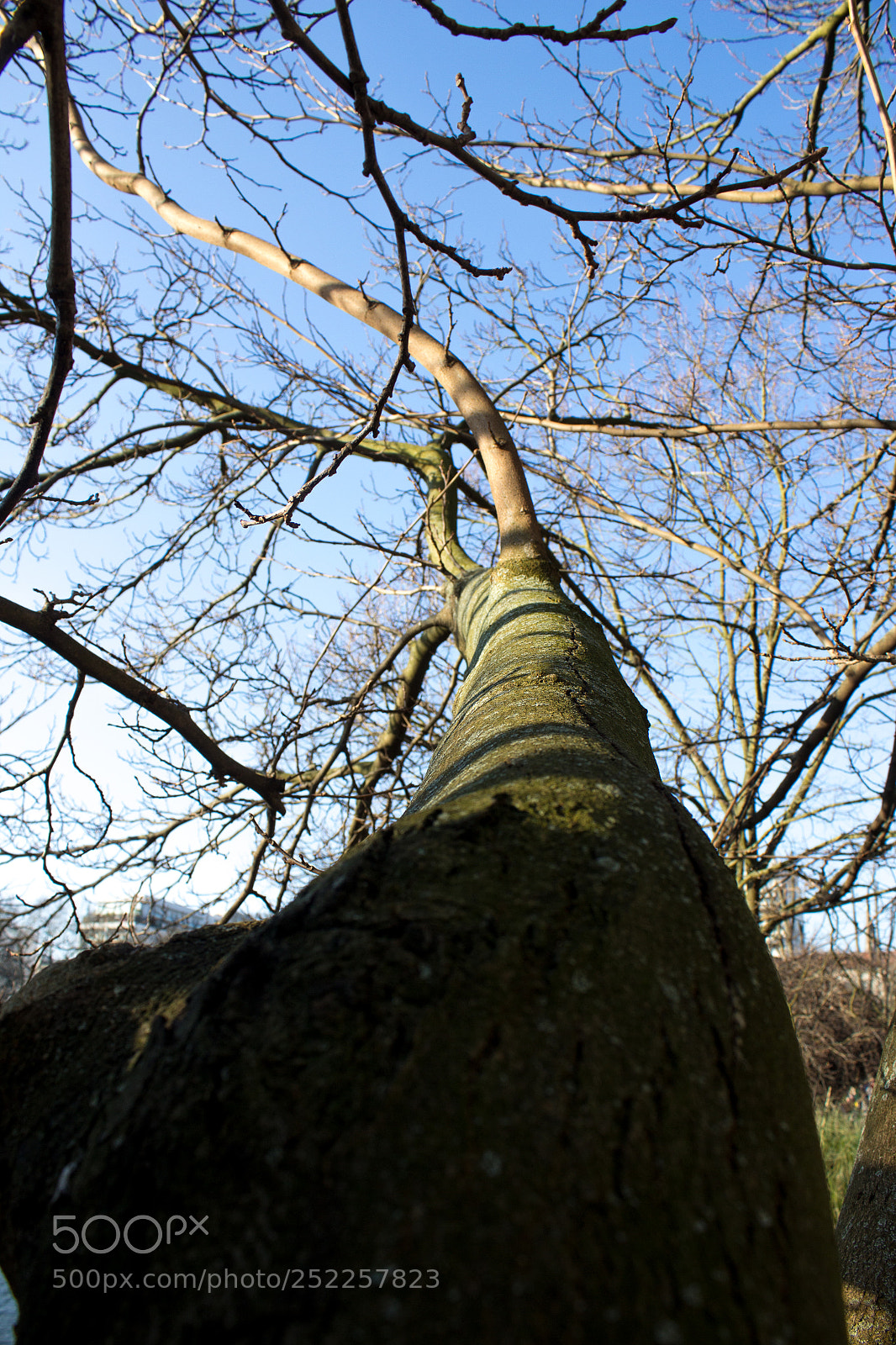 Canon EOS 600D (Rebel EOS T3i / EOS Kiss X5) sample photo. Longue branche photography