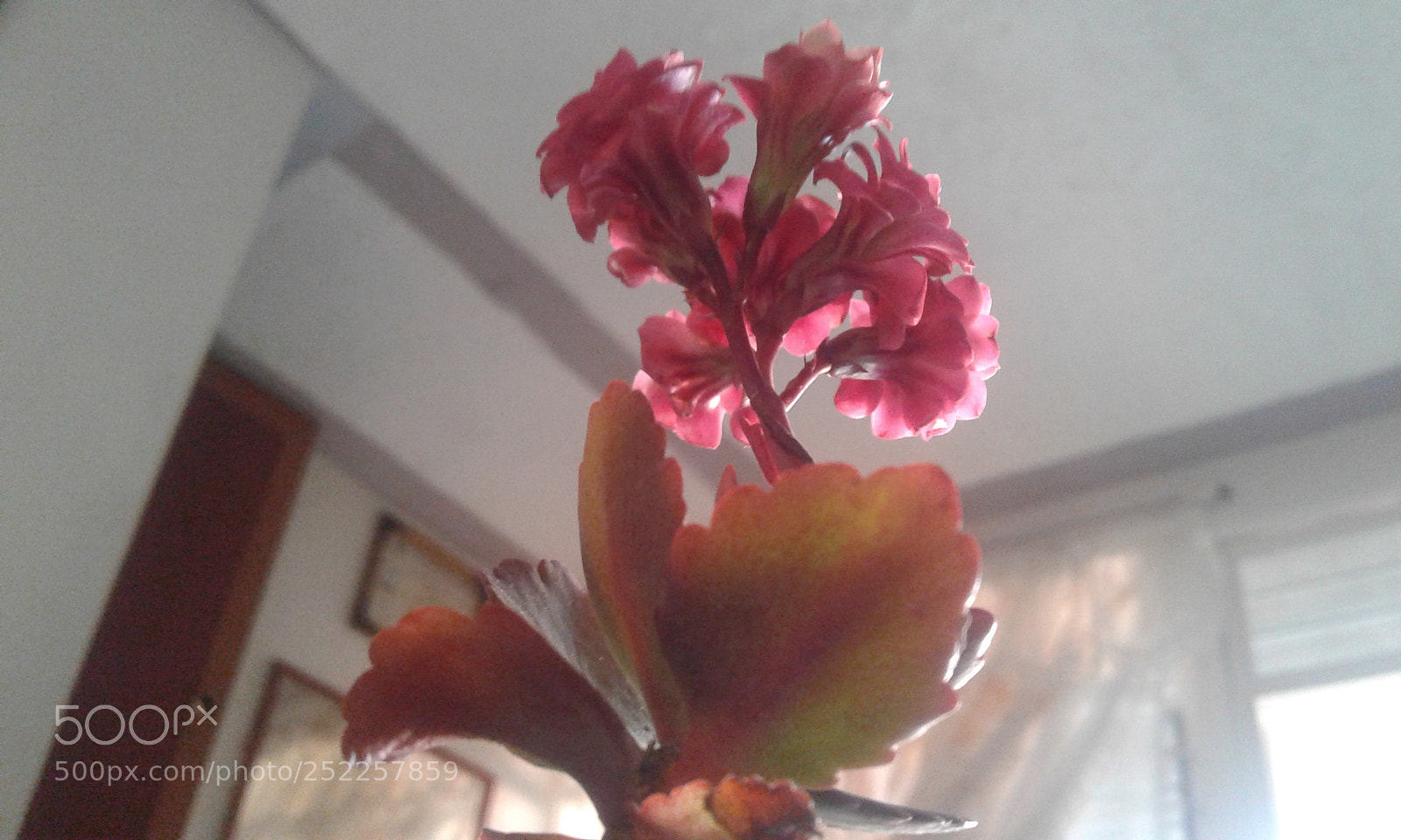 Samsung Galaxy J1 sample photo. Flor de casa photography