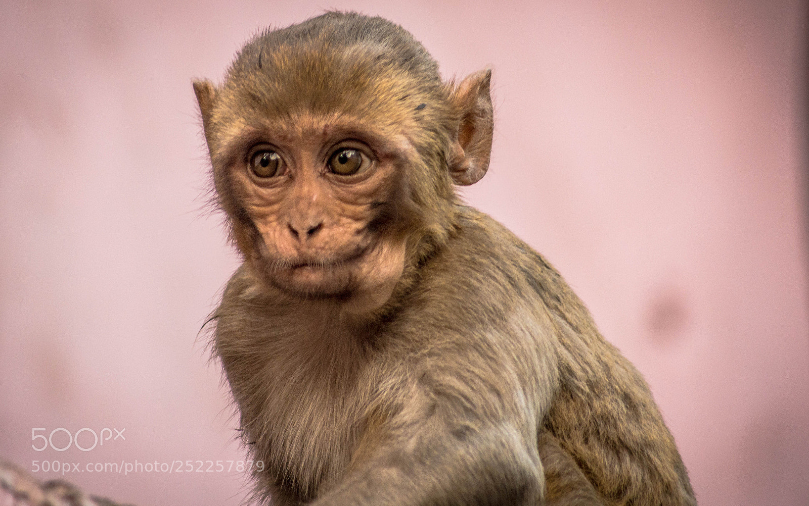 Nikon D3200 sample photo. Monkey photography