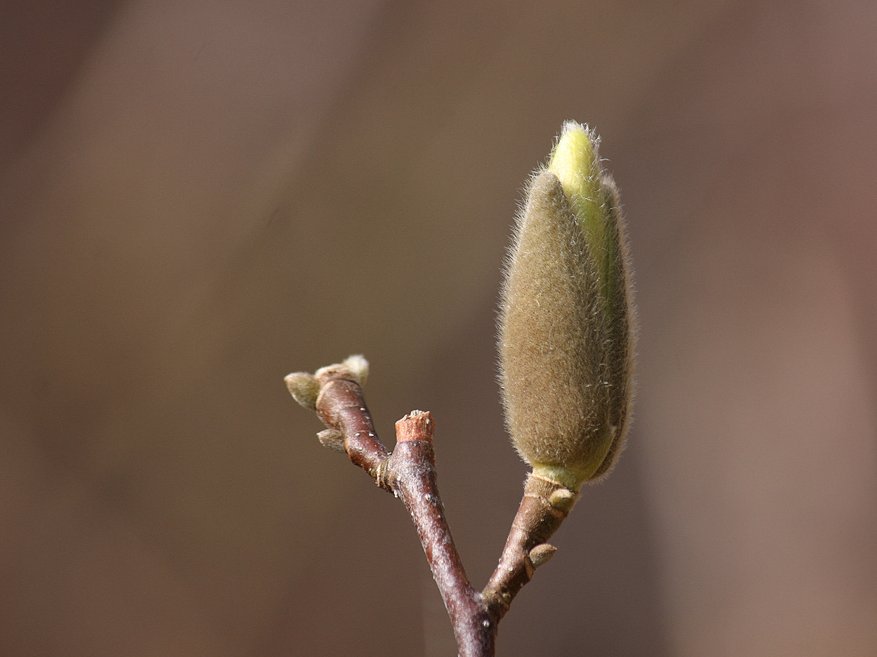 Canon EF-S 55-250mm F4-5.6 IS sample photo. This bud's for you photography