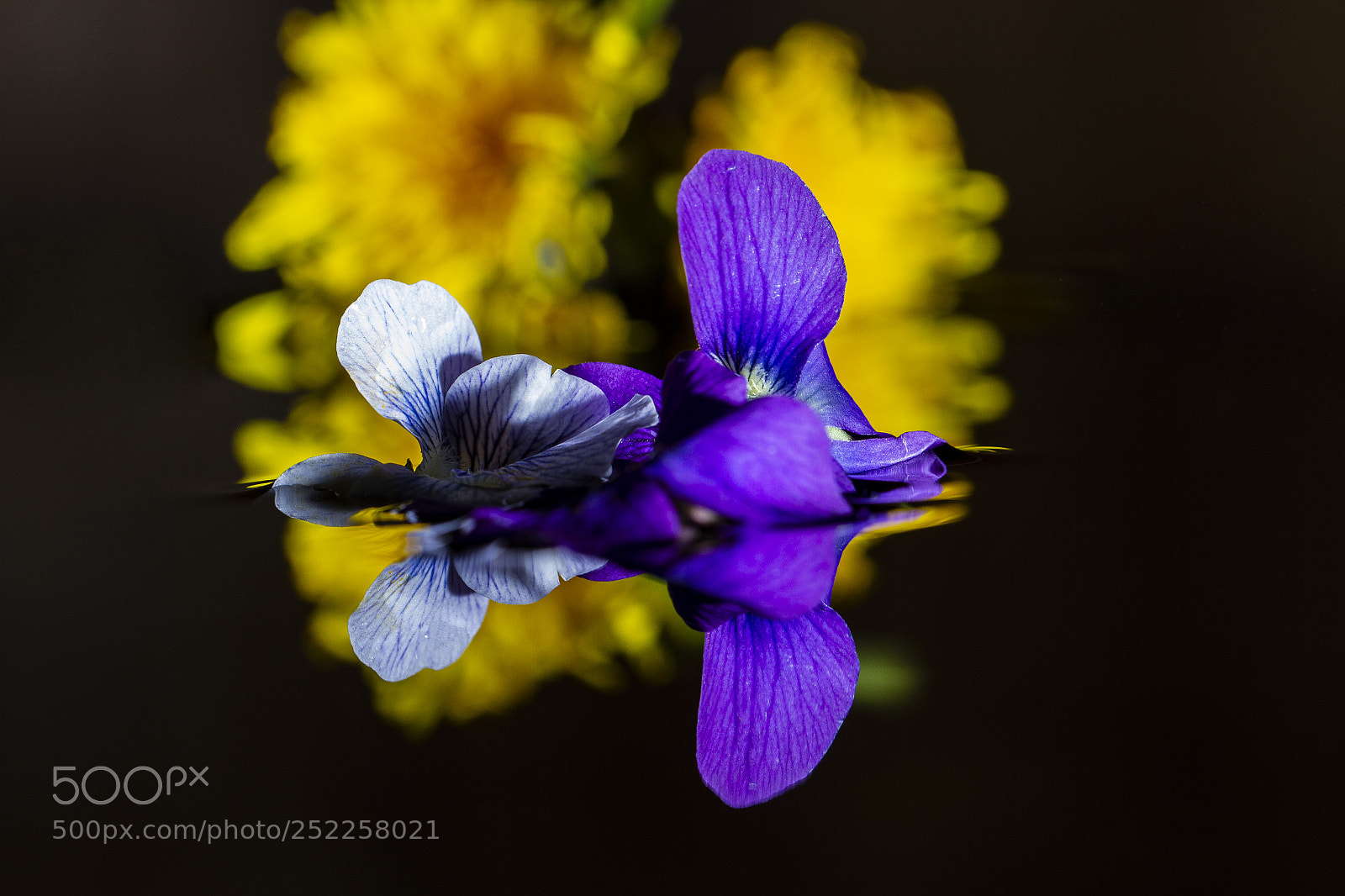 Canon EOS 7D sample photo. Flowers on water photography