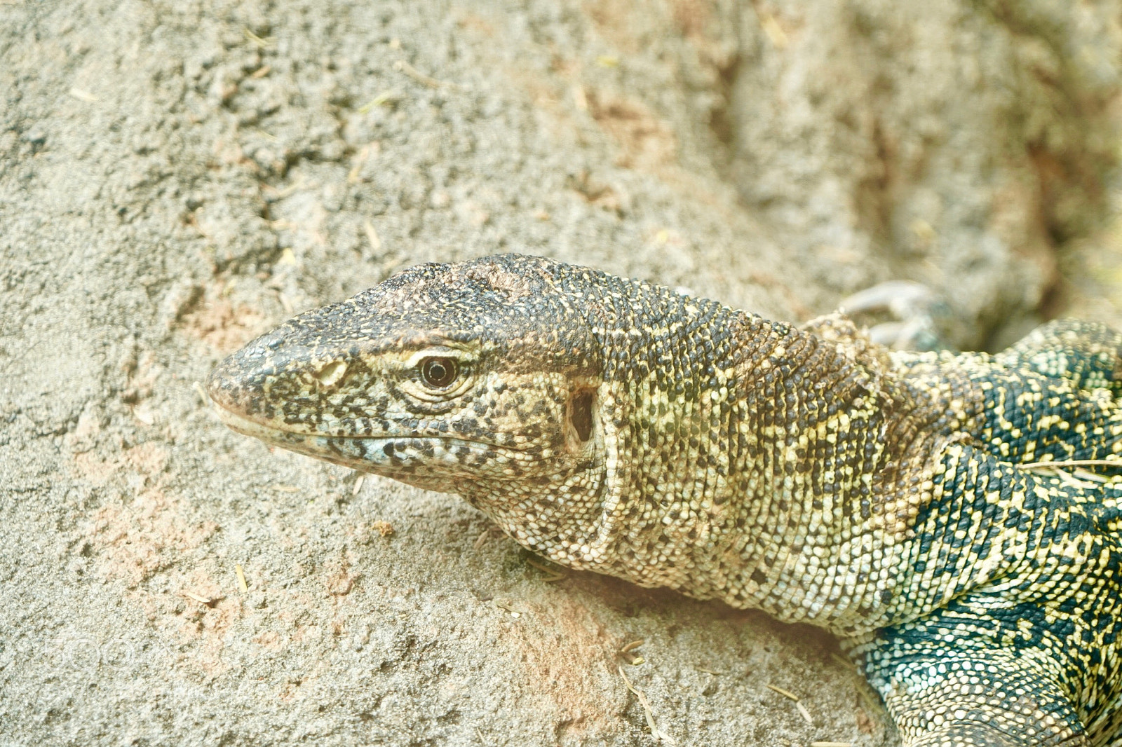 Sony a9 sample photo. Lizard  photography