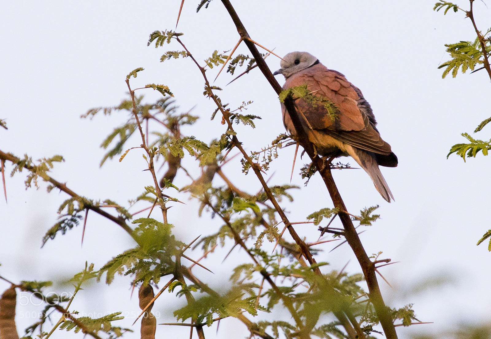 Canon EOS 5D Mark IV sample photo. Red collard dove photography