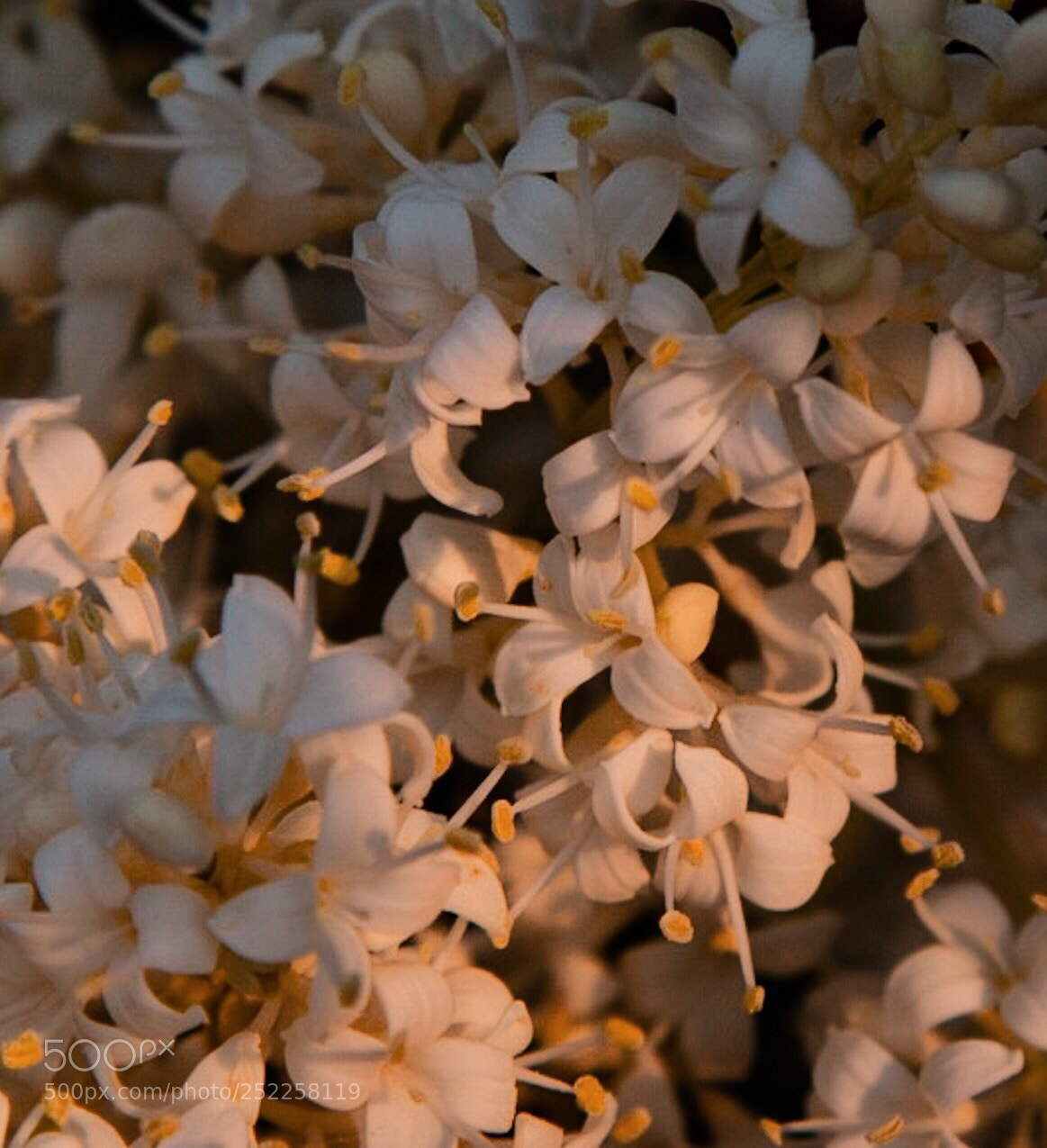 Canon EOS 5D Mark II sample photo. Lilacs  photography