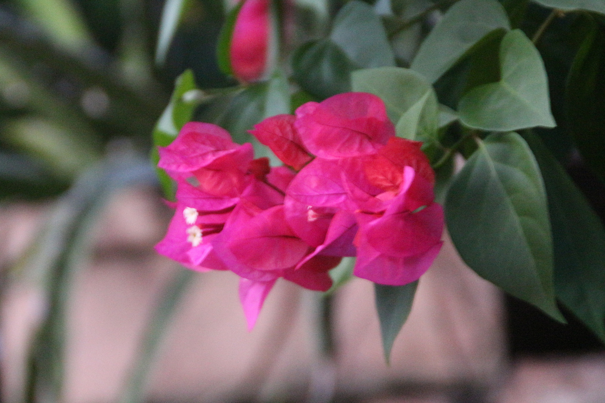 Canon EOS 700D (EOS Rebel T5i / EOS Kiss X7i) sample photo. Img photography