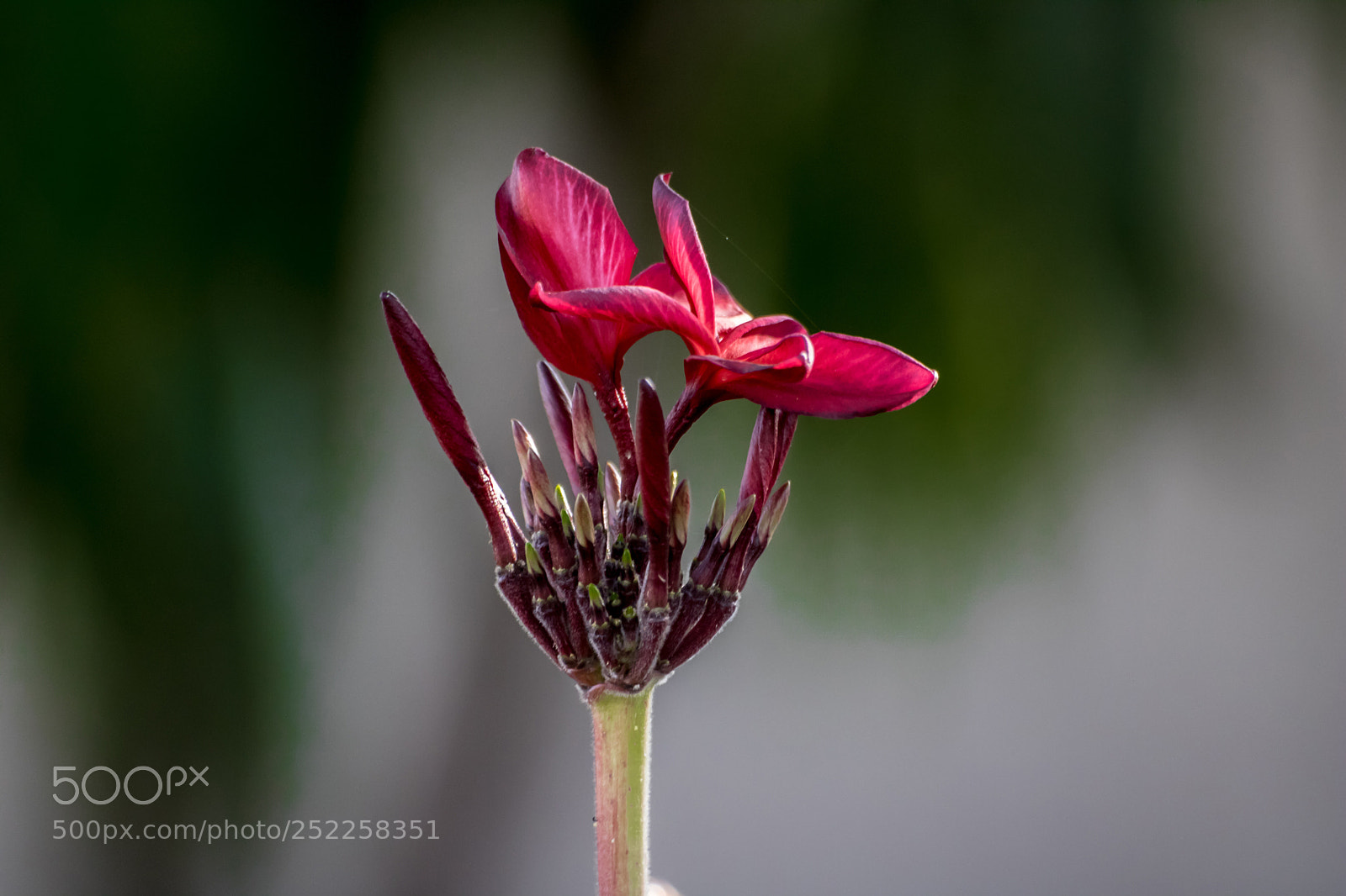 Canon EOS 750D (EOS Rebel T6i / EOS Kiss X8i) sample photo. The beautiful flower photography