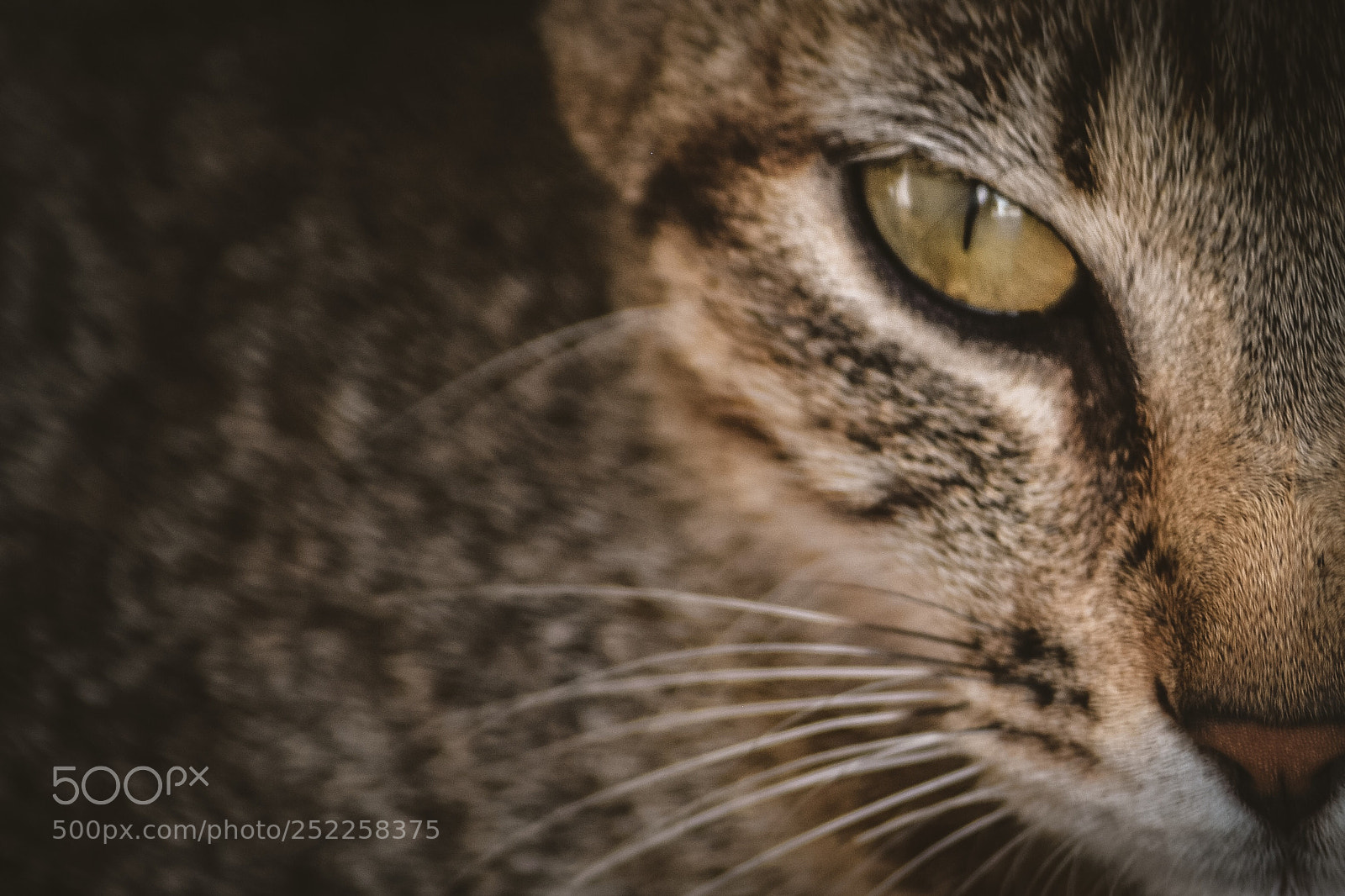 Nikon D3300 sample photo. Cat photography
