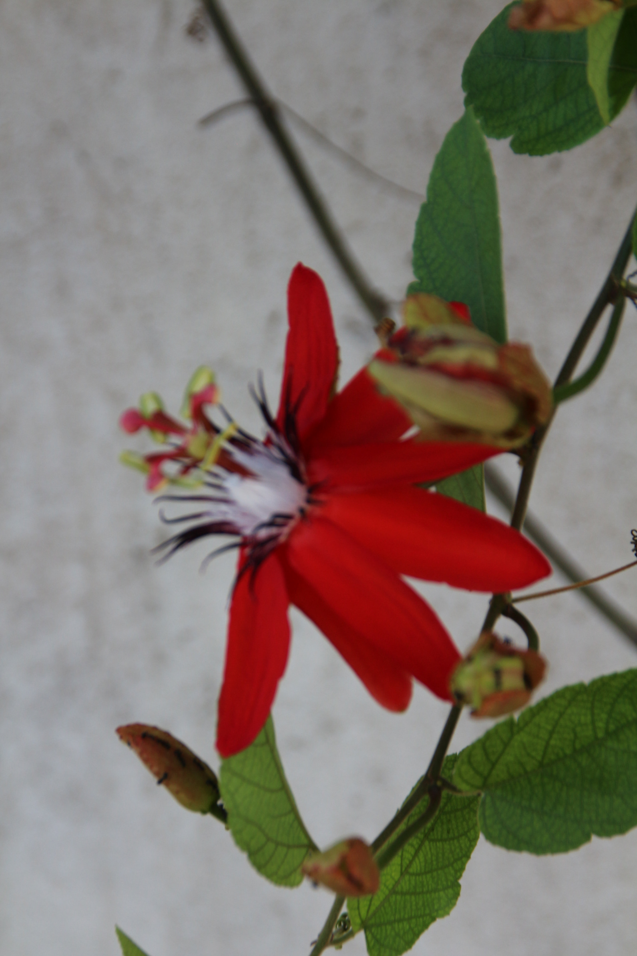 Canon EOS 700D (EOS Rebel T5i / EOS Kiss X7i) sample photo. Img photography