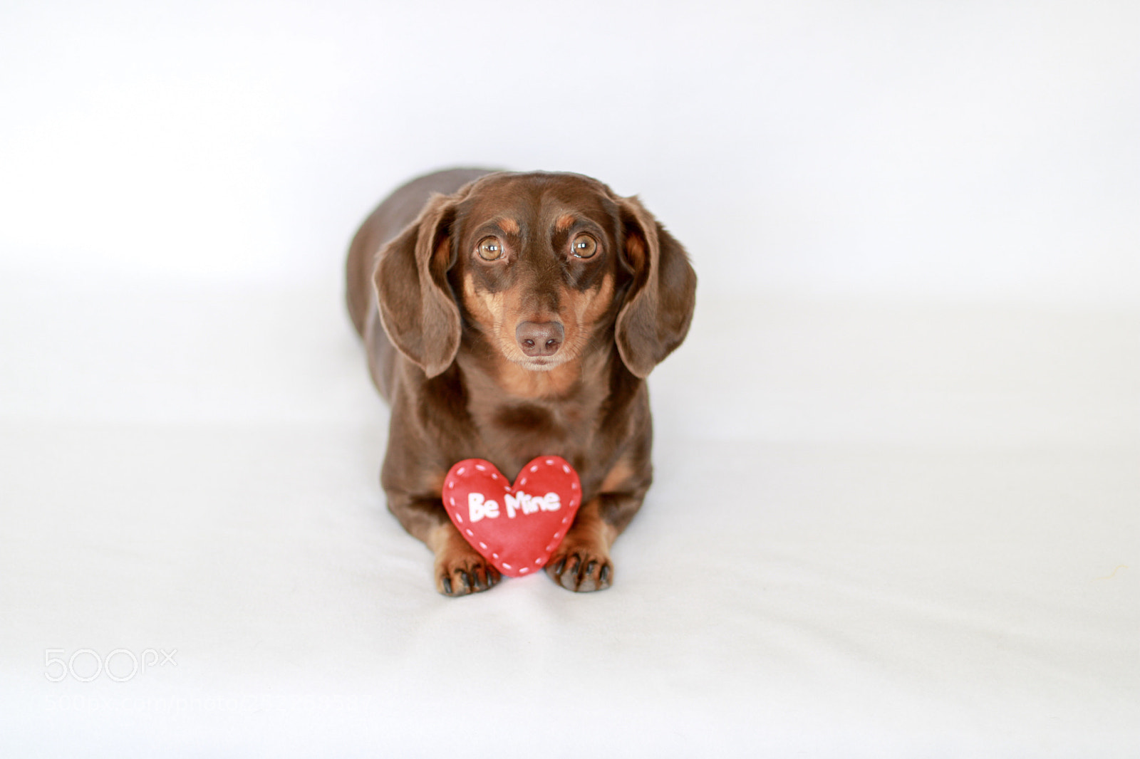 Canon EOS 750D (EOS Rebel T6i / EOS Kiss X8i) sample photo. Valentine doxie  photography