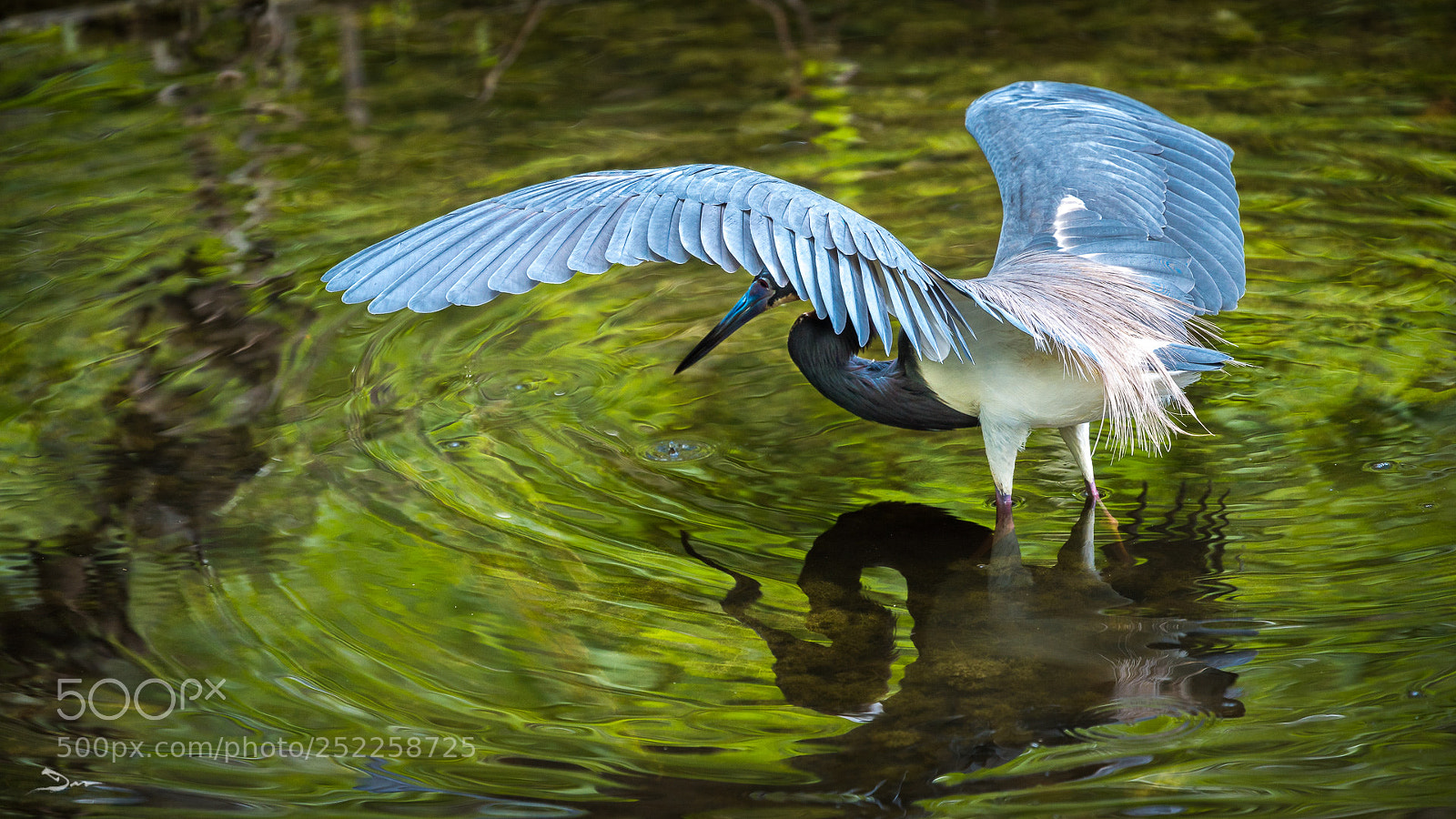 Sony a7R III sample photo. Tricolored heron on the photography