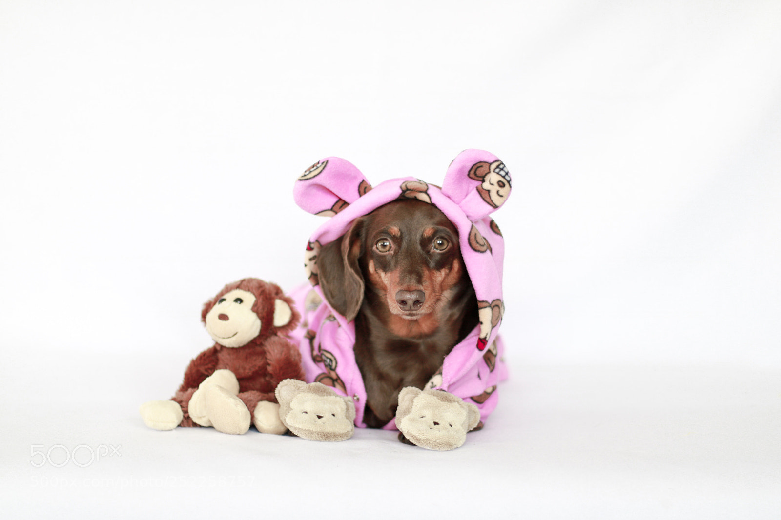 Canon EOS 750D (EOS Rebel T6i / EOS Kiss X8i) sample photo. Monkey pajamas doxie  photography