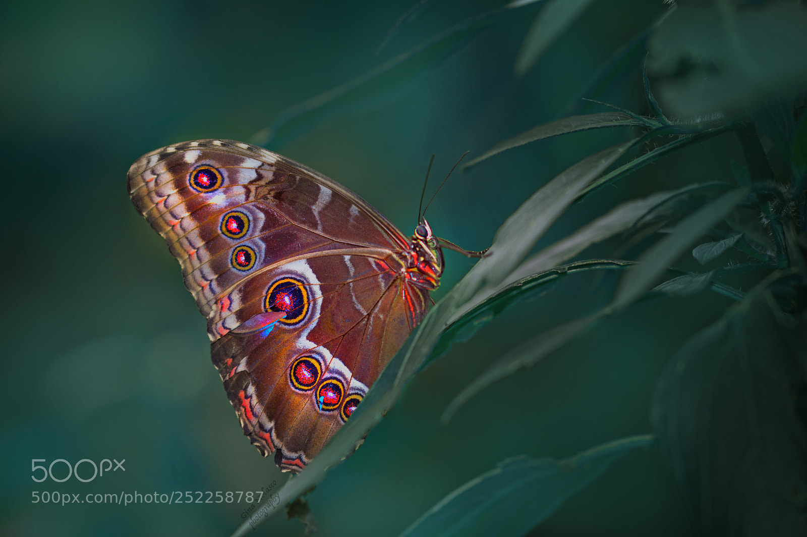 Nikon D3200 sample photo. Blue morpho photography