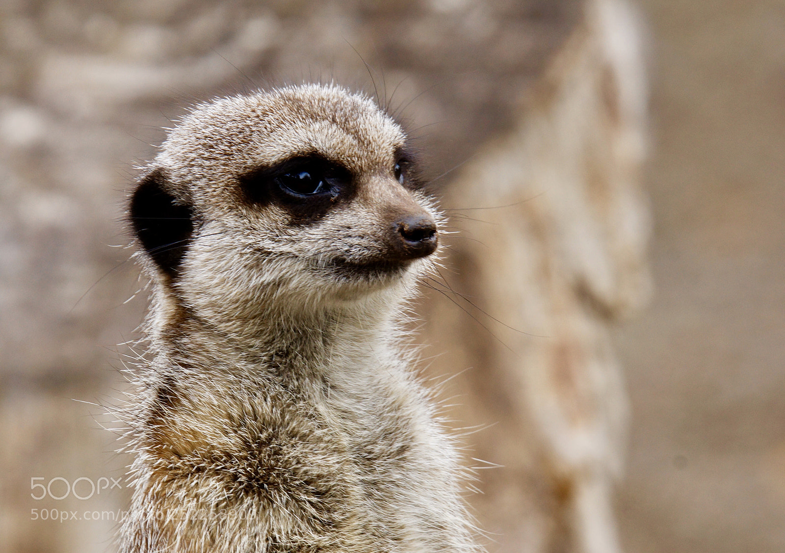Sony SLT-A77 sample photo. Meerkat  photography