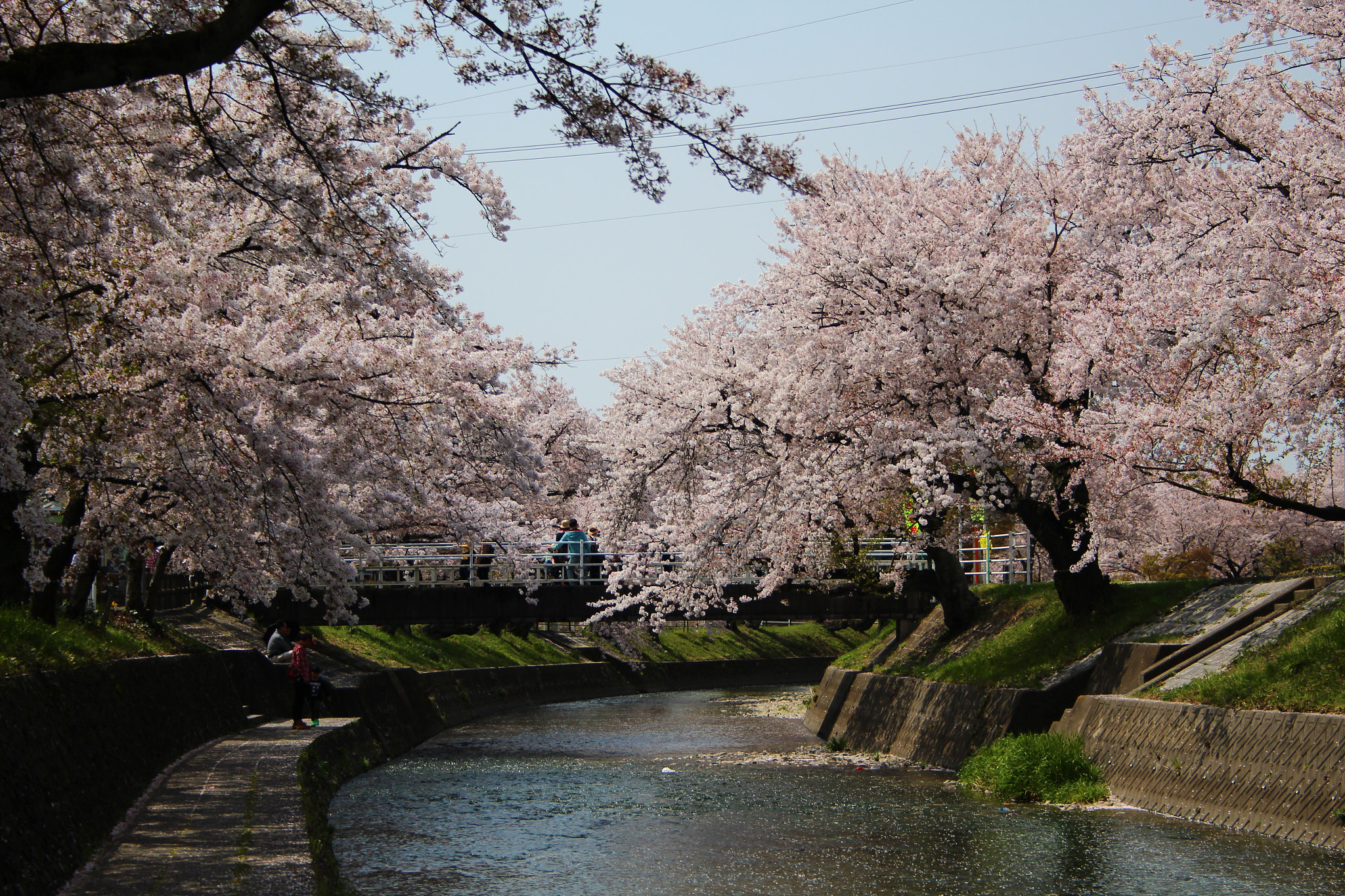 Canon EOS 100D (EOS Rebel SL1 / EOS Kiss X7) sample photo. Sakura photography