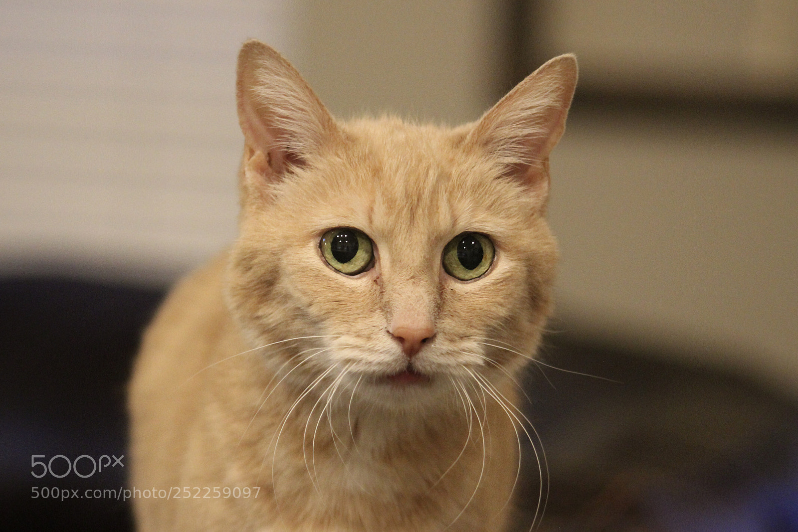 Canon EOS 1300D (EOS Rebel T6 / EOS Kiss X80) sample photo. Patricia photography