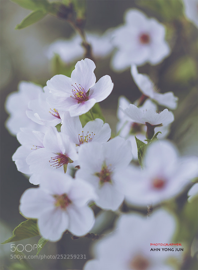 Nikon D7000 sample photo. Cherry blossoms photography