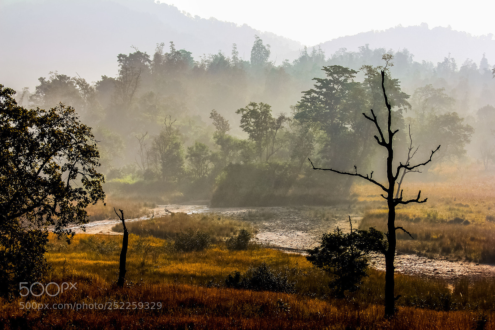 Canon EOS 60D sample photo. National park rajaji photography