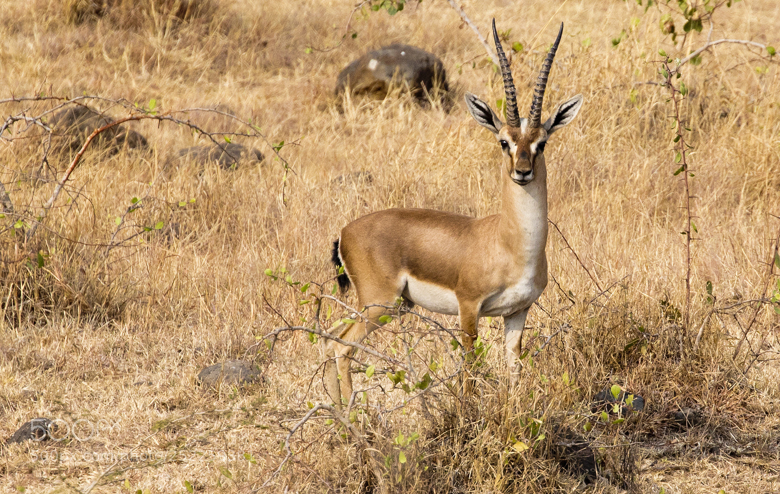 Canon EOS 5D Mark IV sample photo. Chinkara - indian gazelle photography